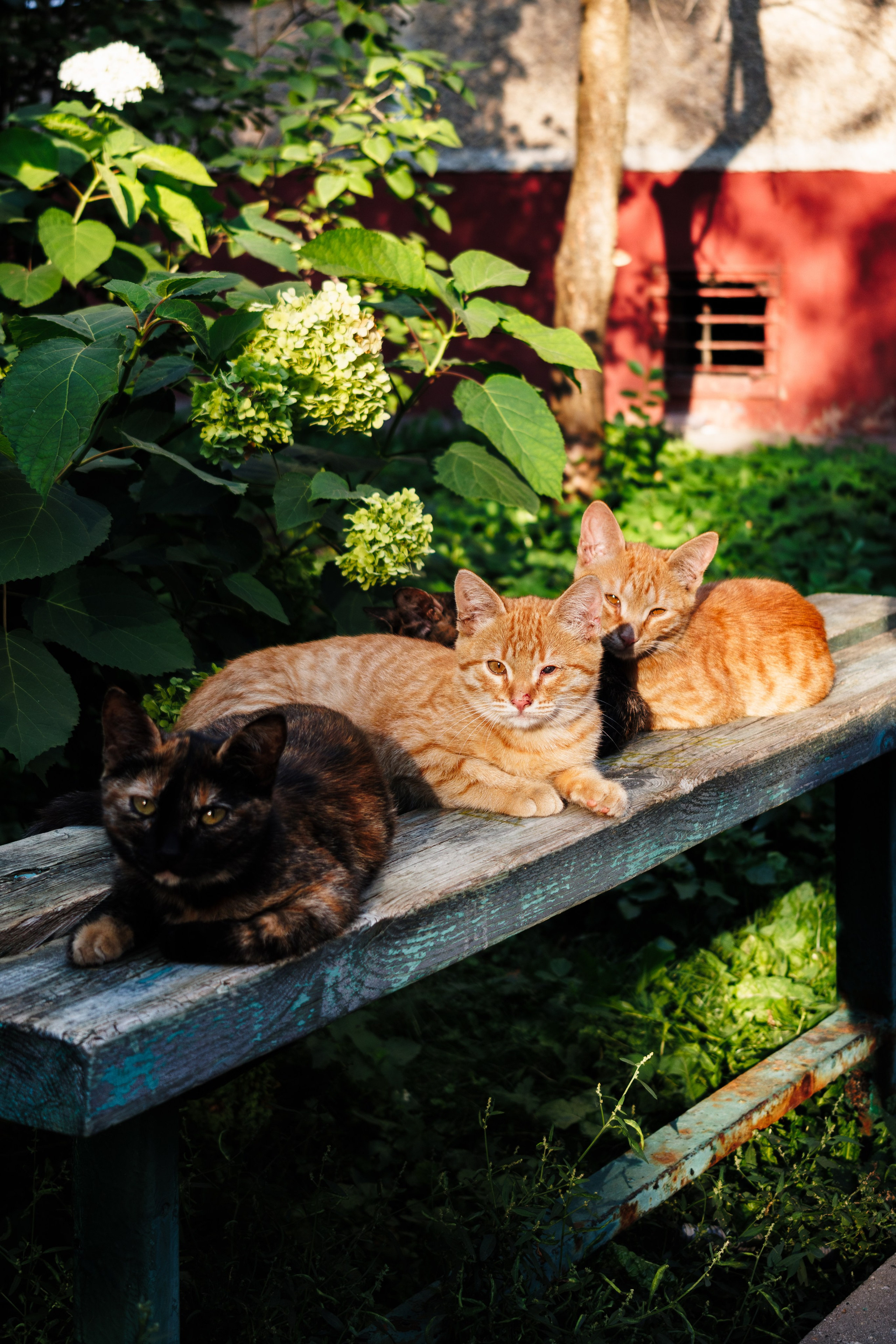 Cats.2. Dumshap | думшап