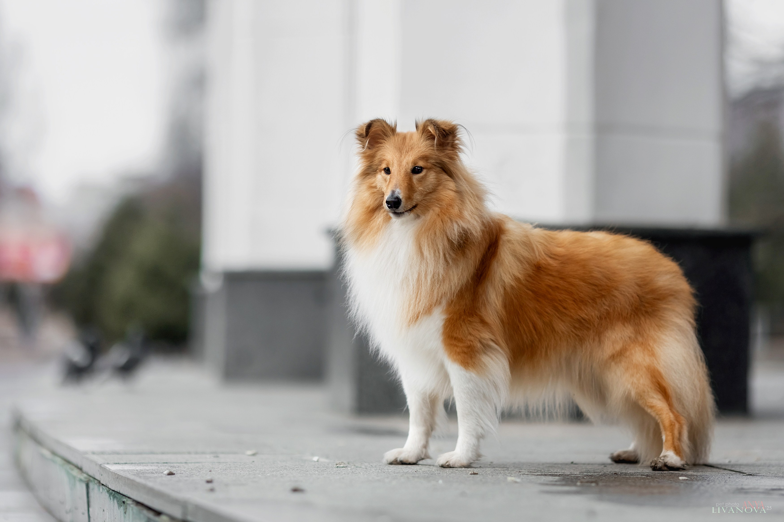 Ника. Фотограф анималист Аня Ливанова | Рыбинск