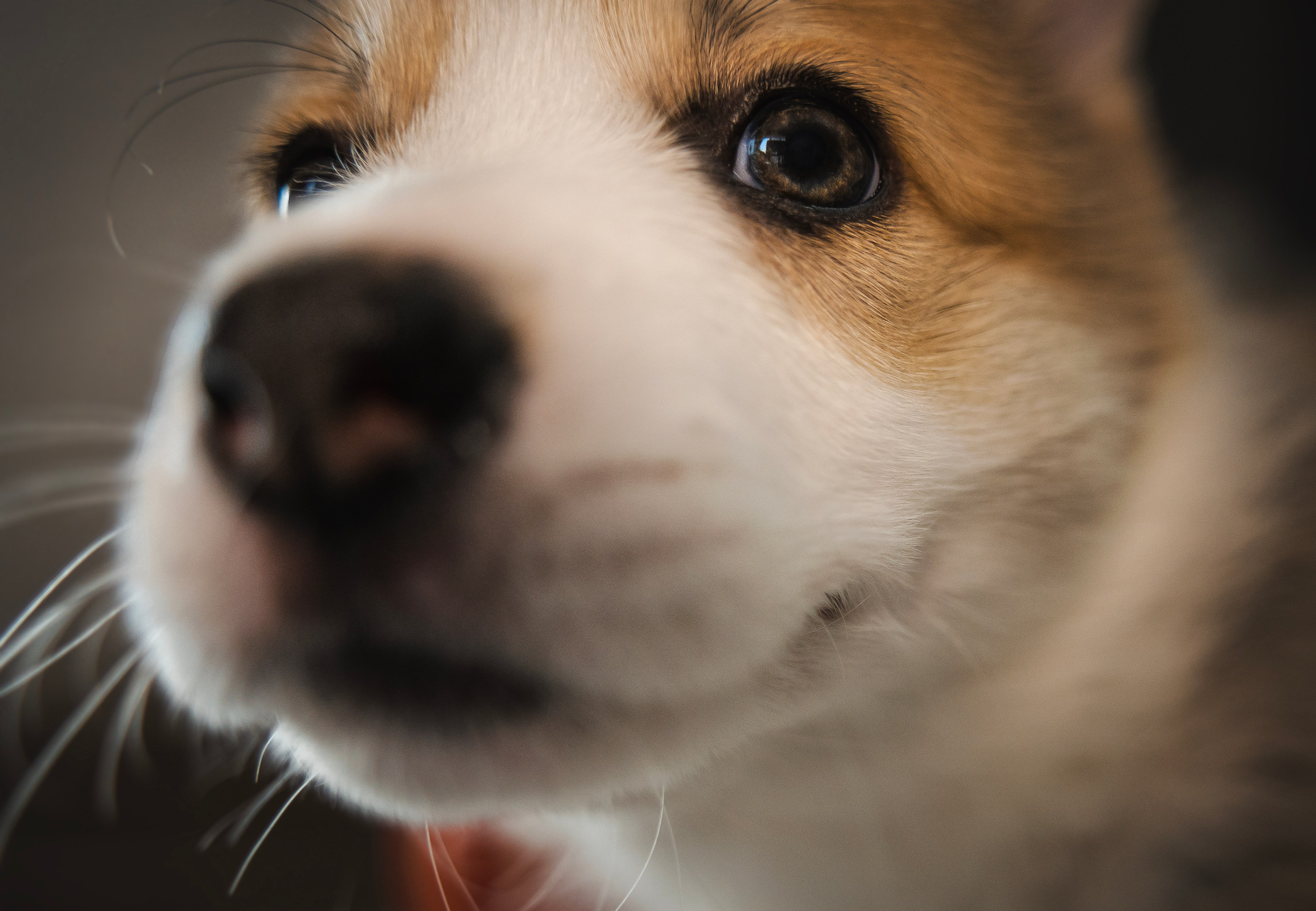 Щенки. Семейный фотограф анималист г. Находка