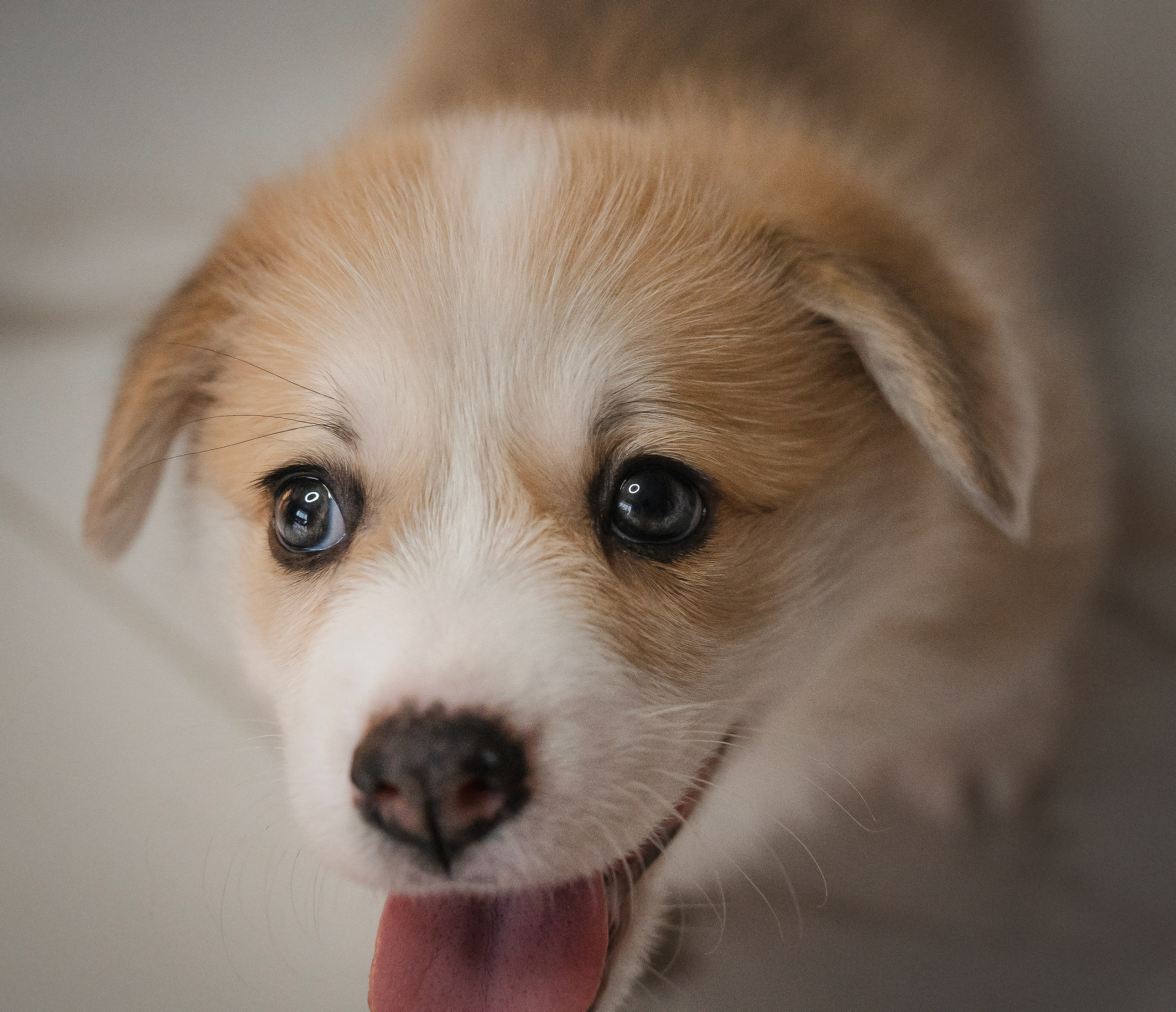 Щенки. Семейный фотограф анималист г. Находка