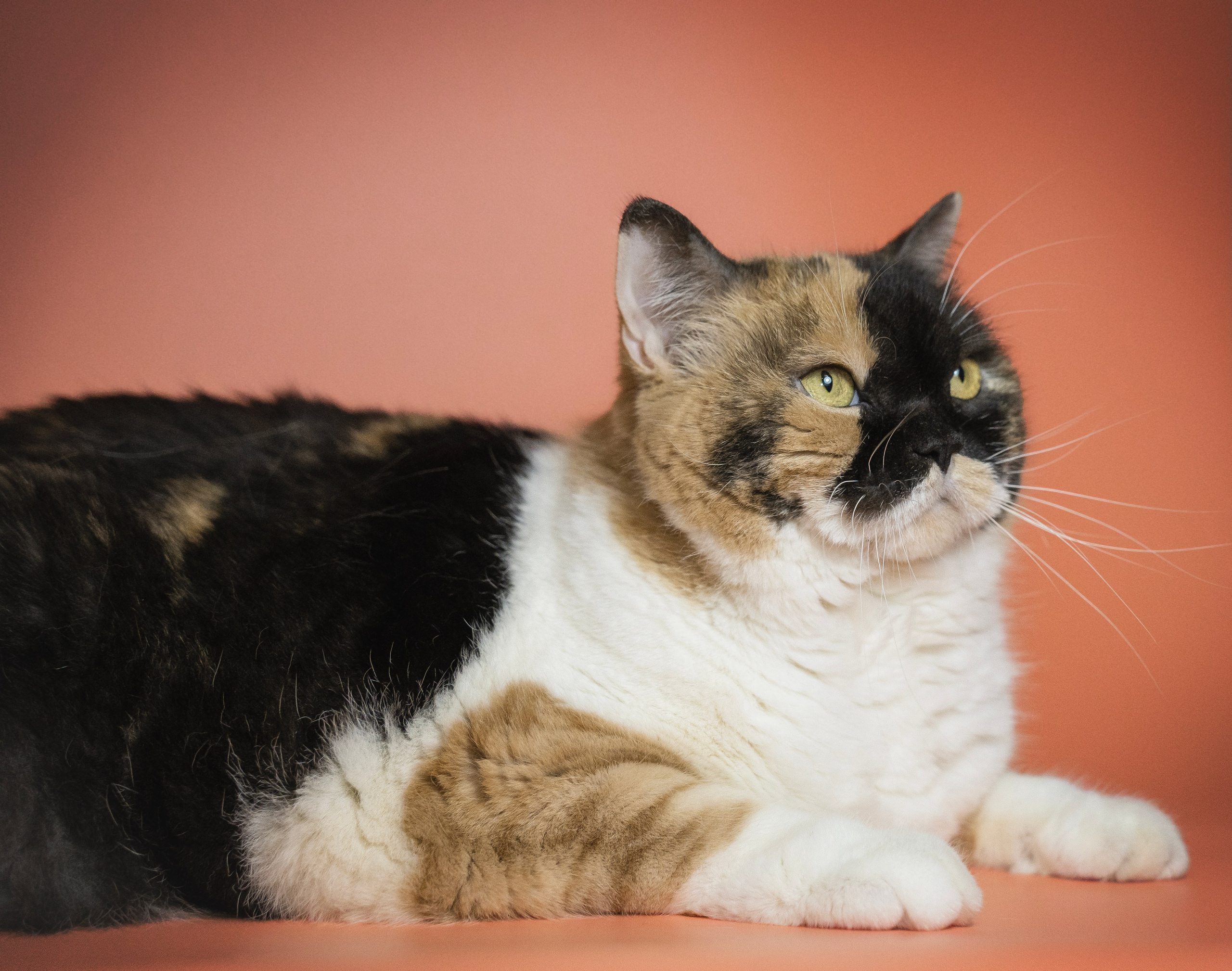 Котики. Семейный фотограф анималист г. Находка