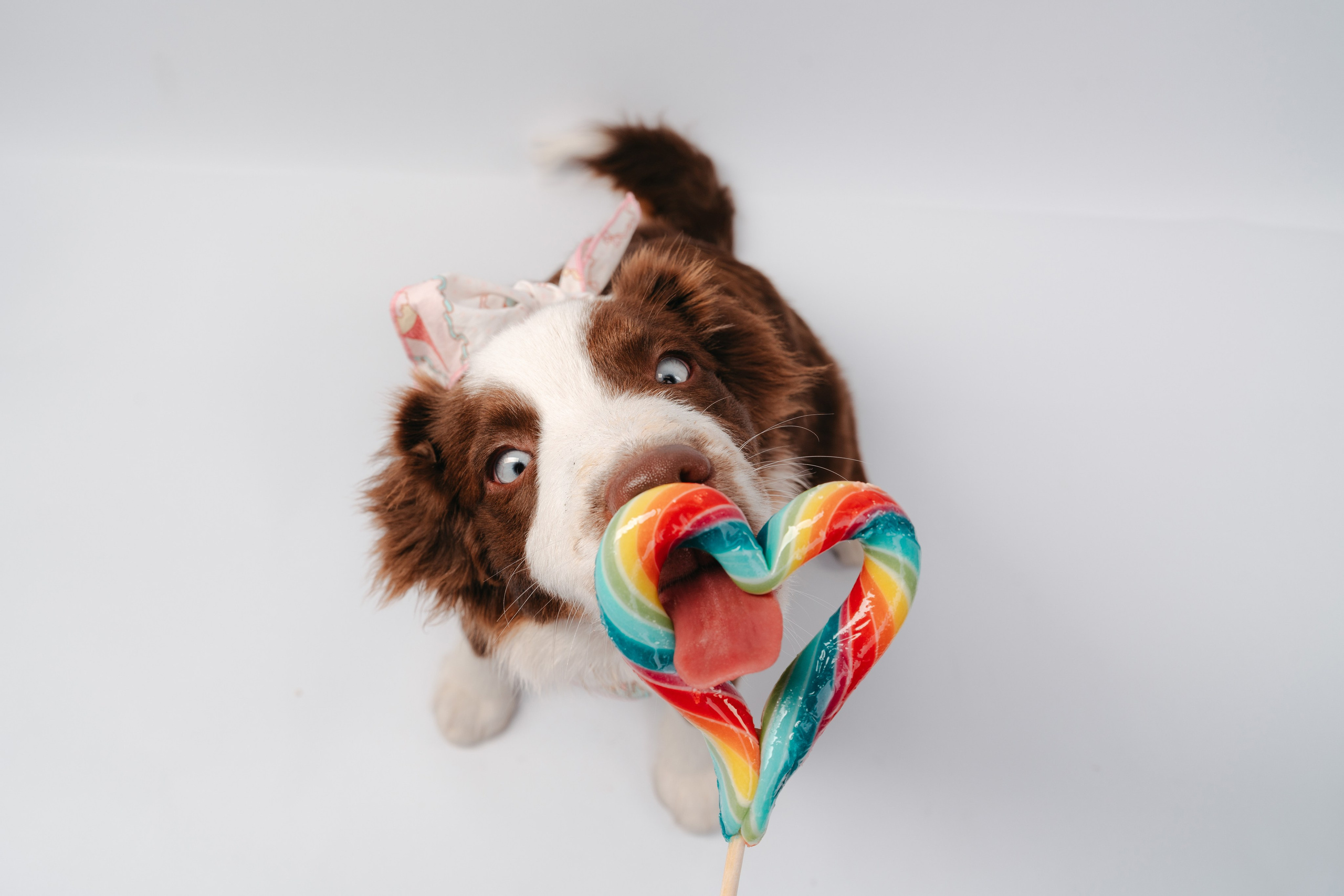 Миниаусси Дайс. Фотограф анималист Осипчикова Мария