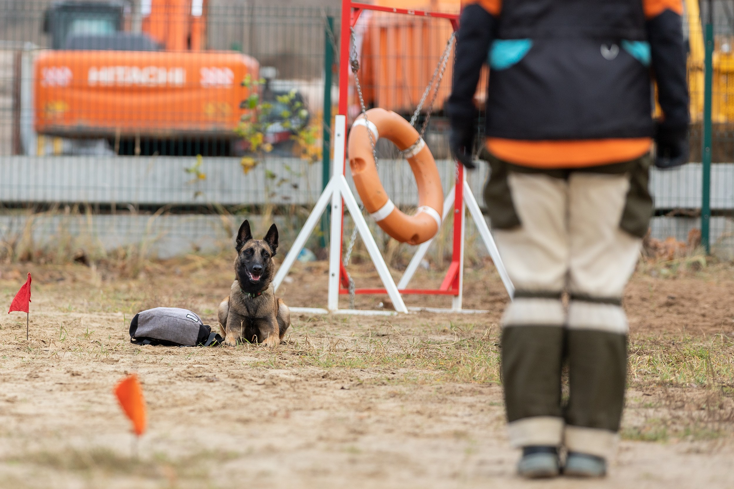 Вера и Чейз на экзамене ОКД. Фотограф-анималист в Калуге Мария Шерскова