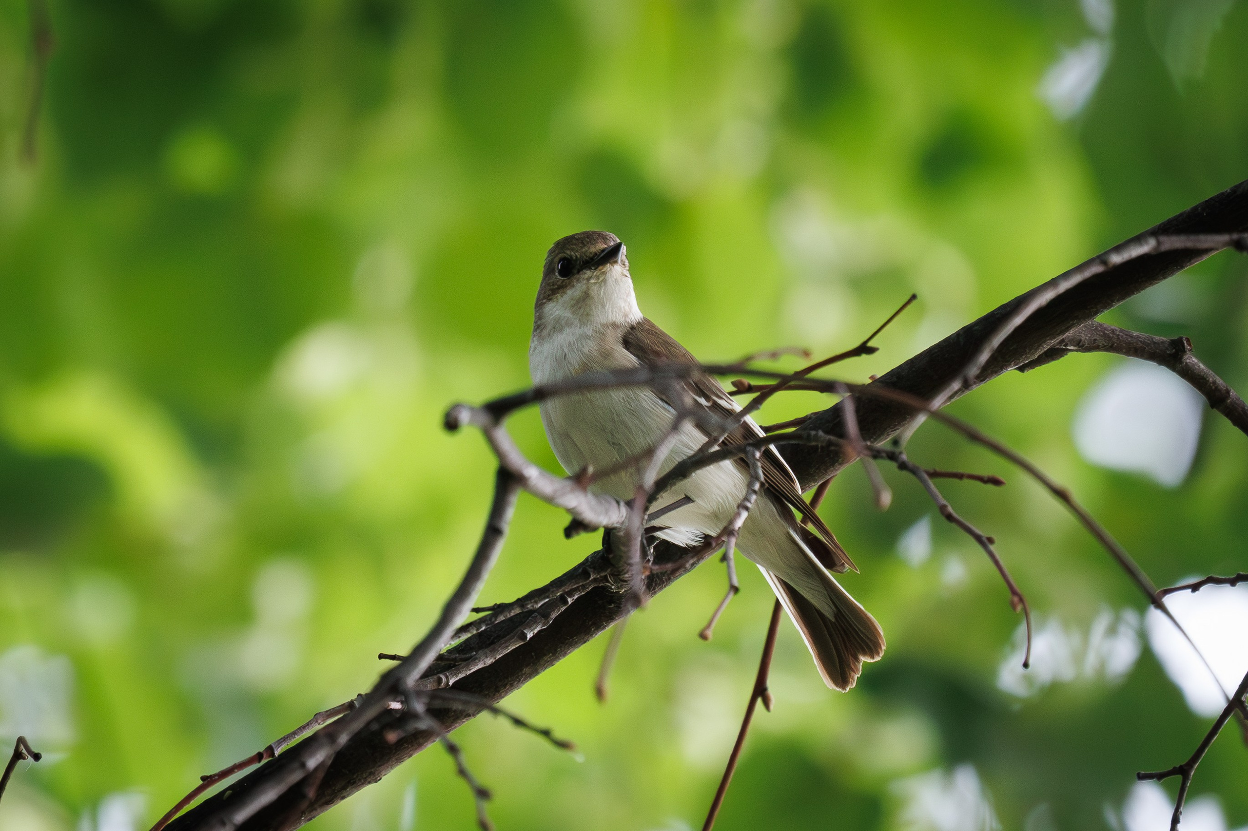 Серая мухоловка,  г. Люберцы, парк "Центральный" Снято на Canon EOS R8, RF 600 mm f11.