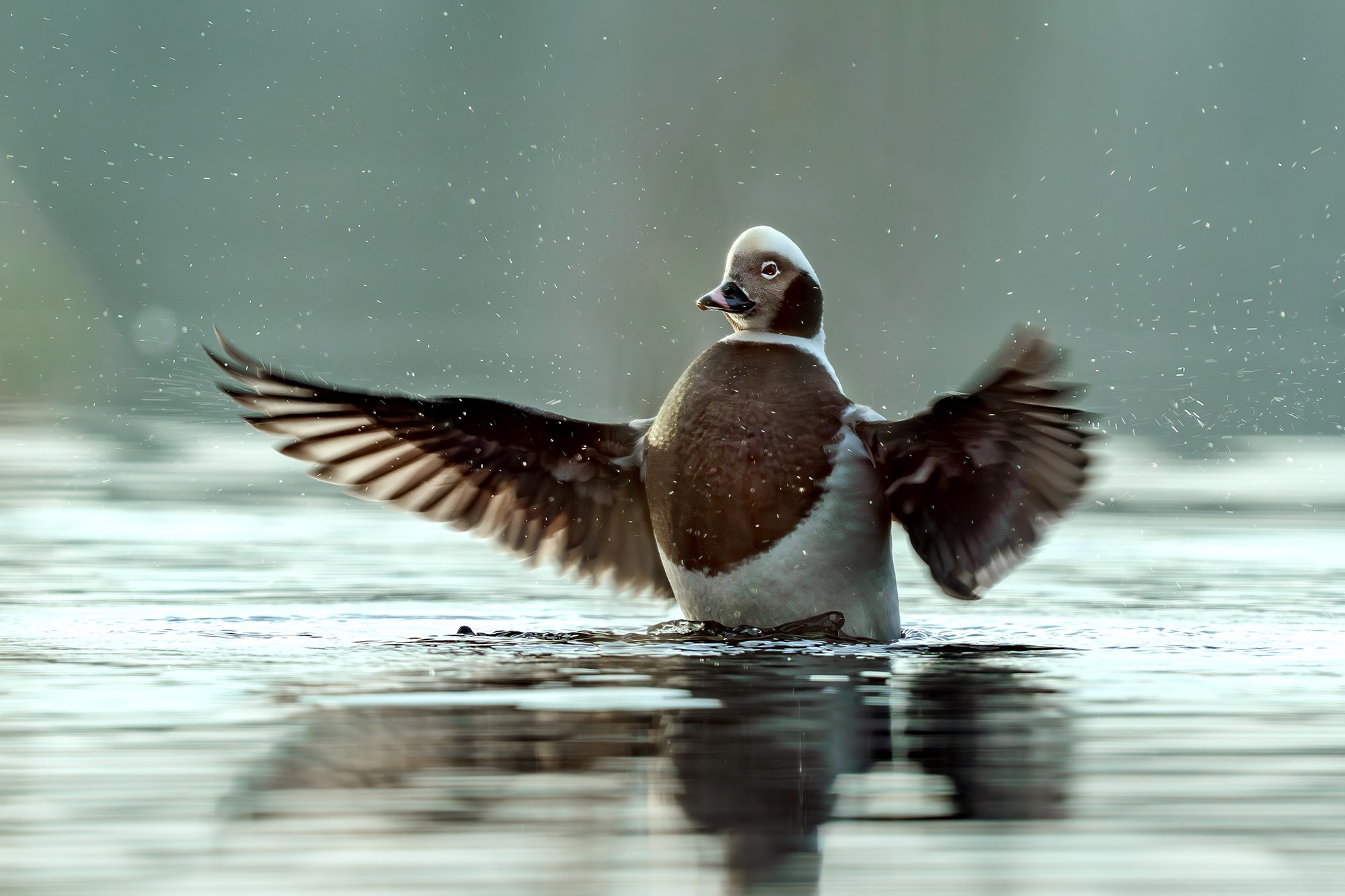 Удивительные мир птиц. Вокруг нас столько прекрасного — присмотритесь!. Ваш личный фотограф Марина Волкова