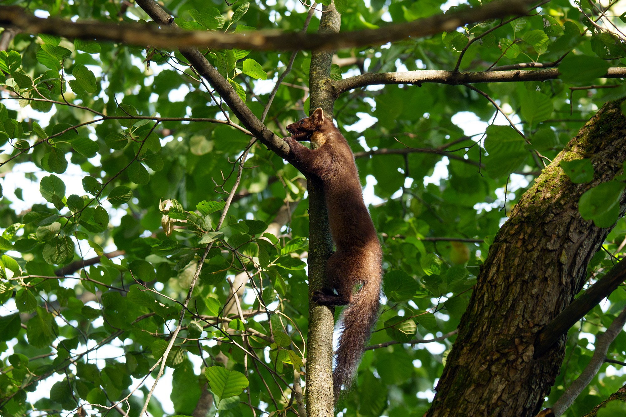Животные. Ваш личный фотограф Марина Волкова