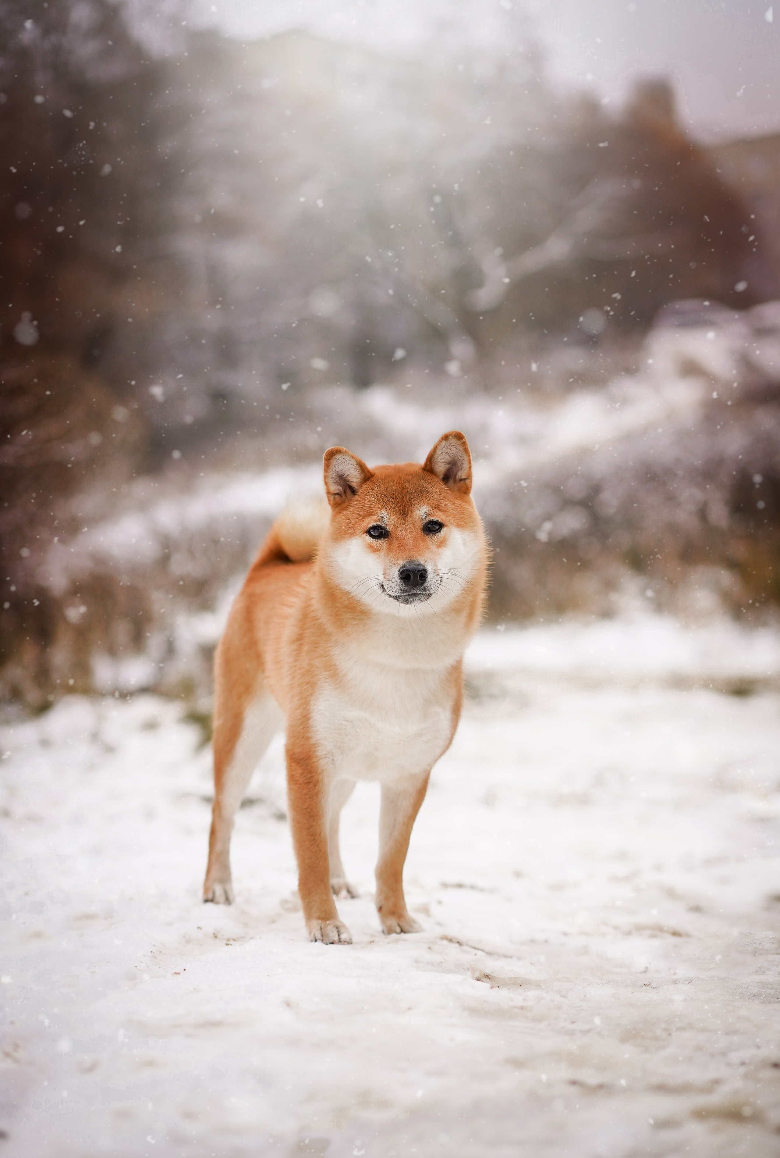 Алина и Юми. Фотограф-анималист в Санкт-Петербурге Яна Мартынова