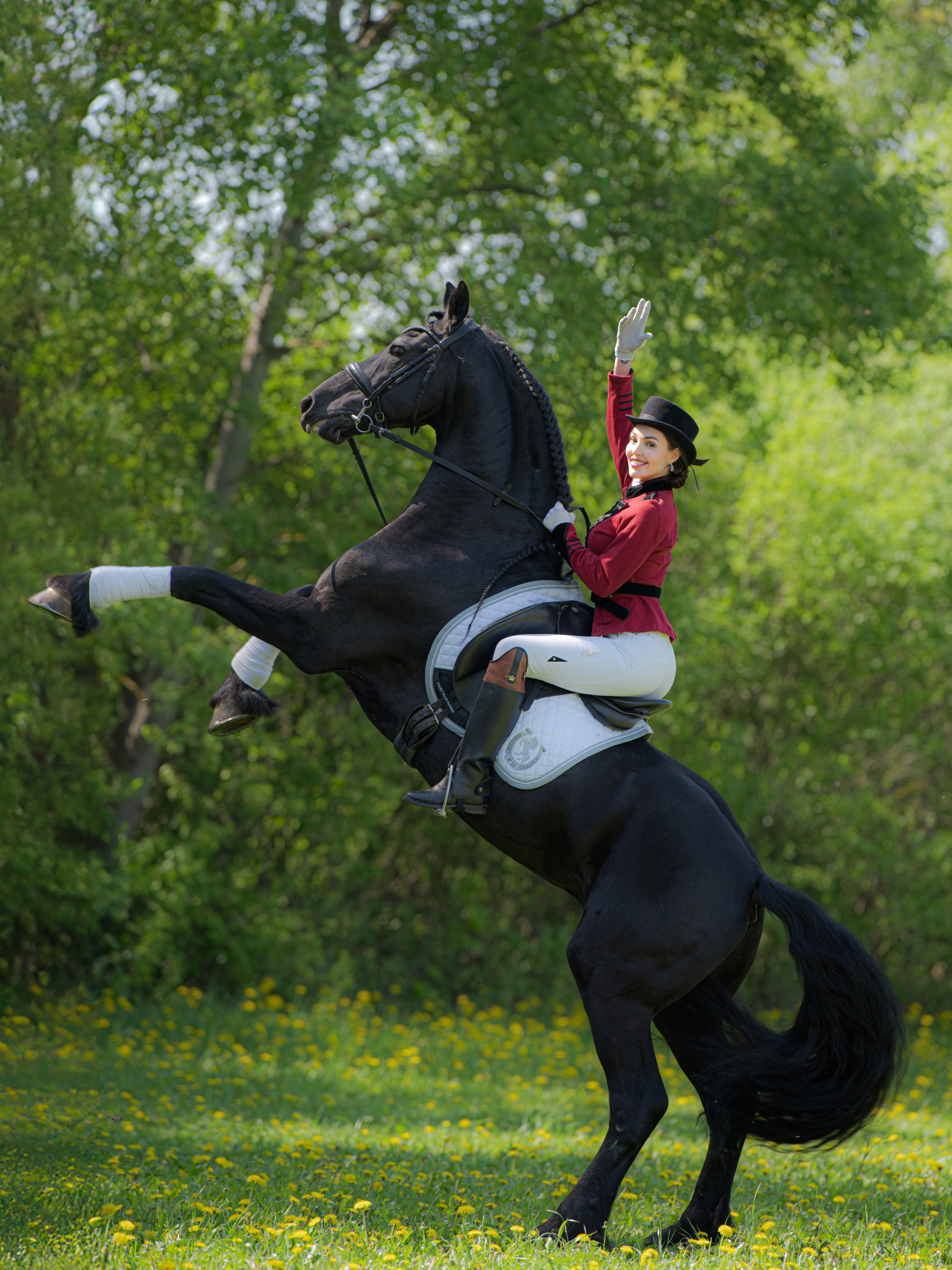 Съёмка с фризской лошадью — Москва и МО