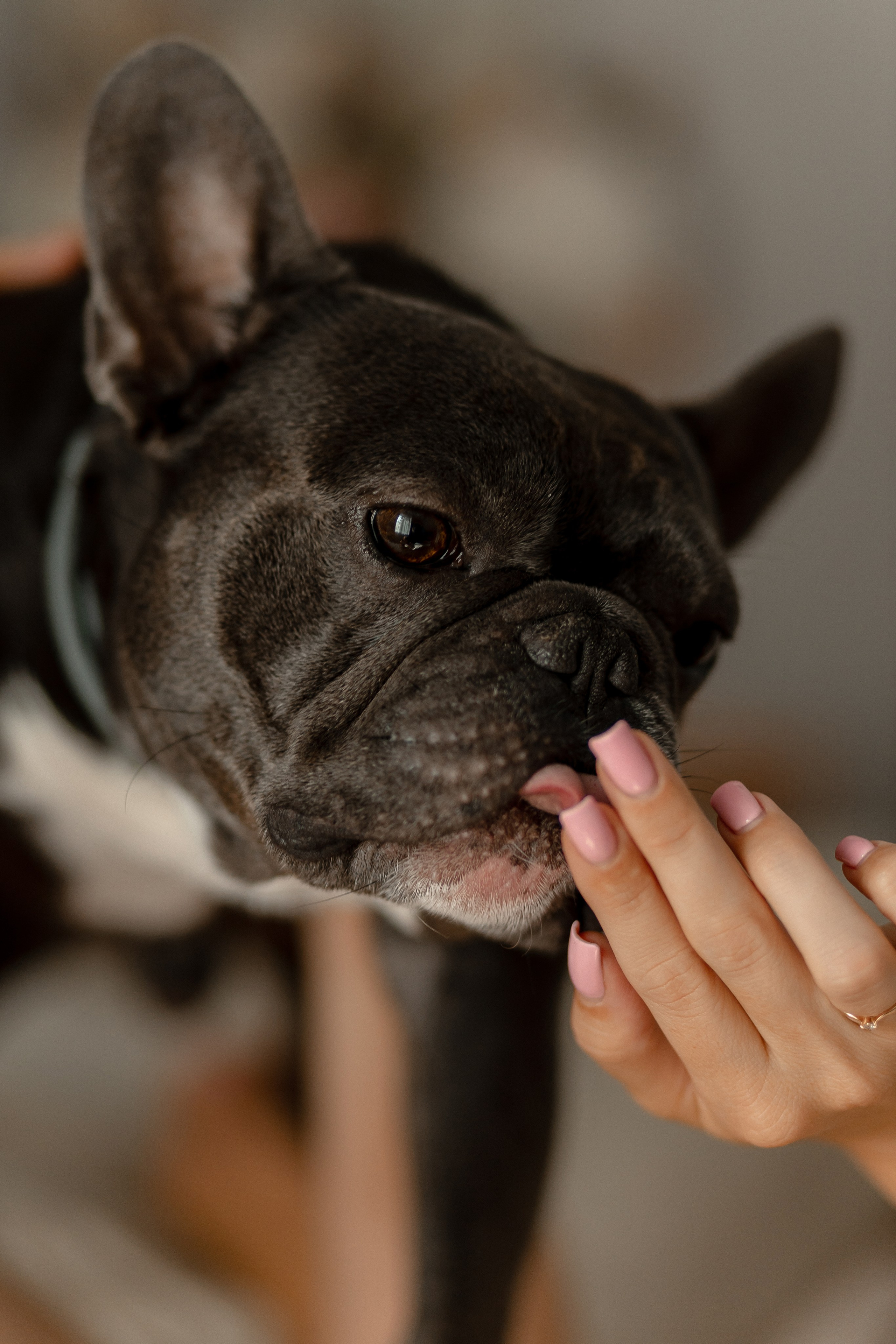 Юля, Паша, Тони. Свадебный фотограф Елена Ловцевич