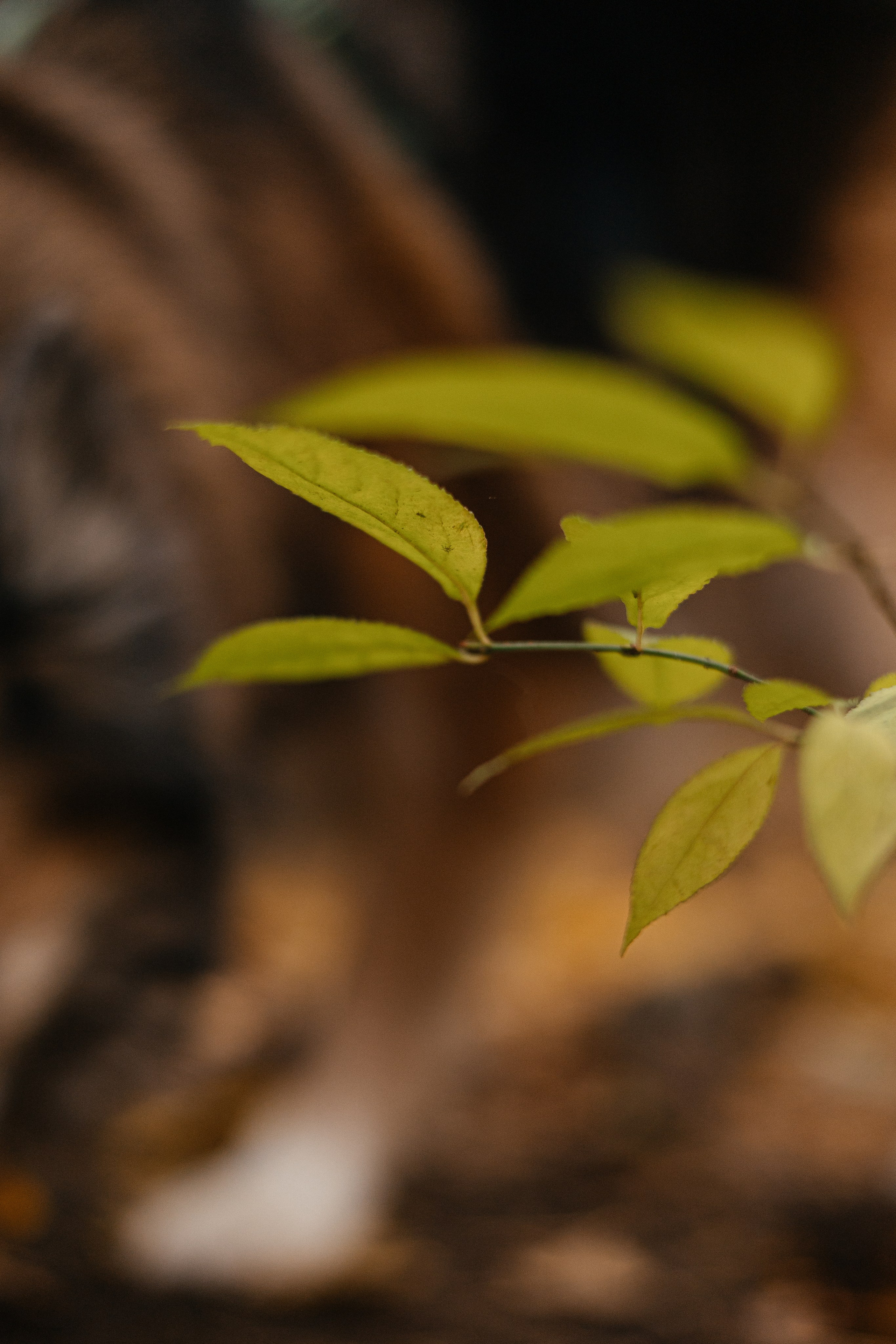 Аня и Ириска. Фотограф Анна Луценко Москва