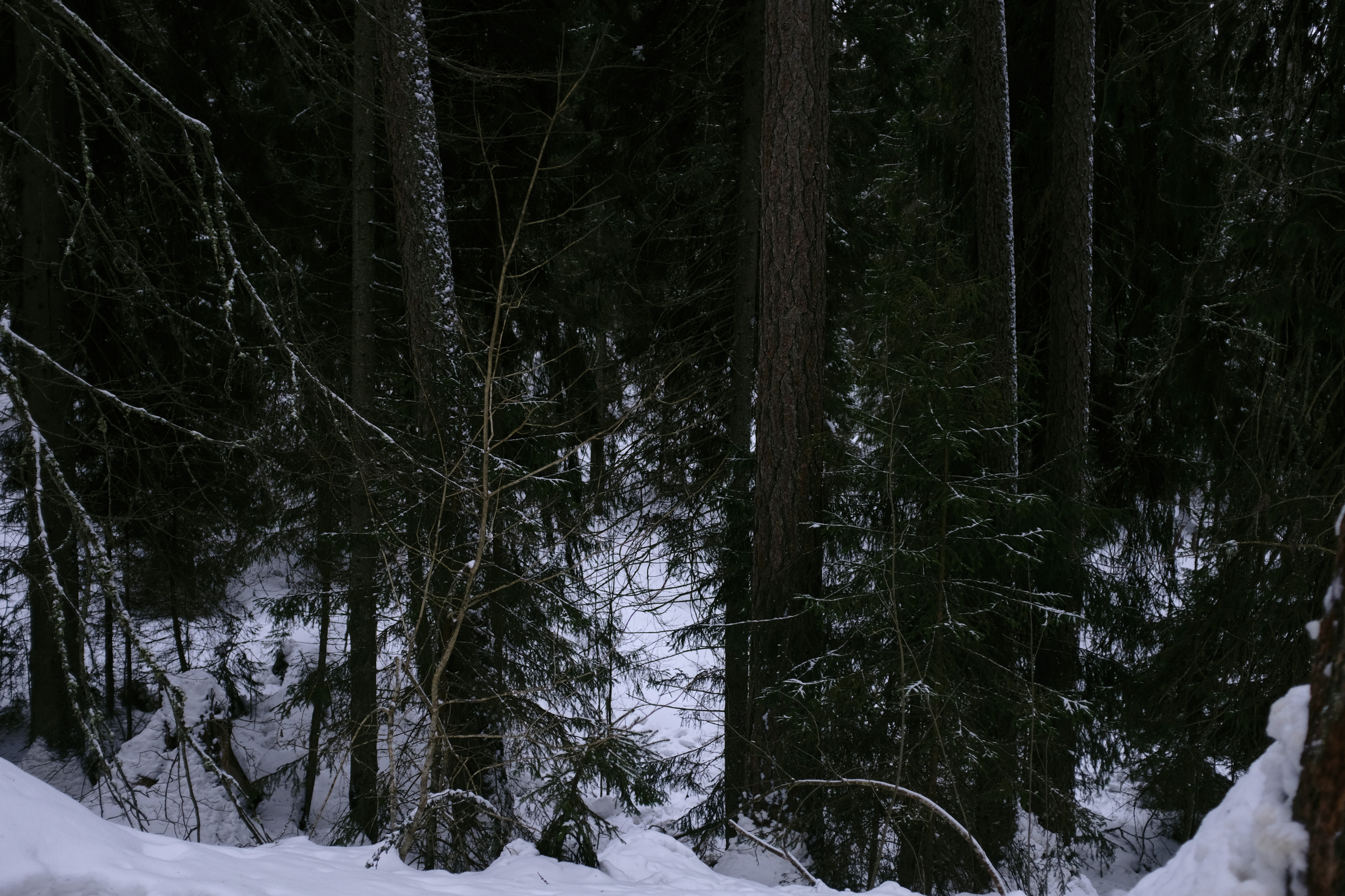 Полина&Виталик (Свадьба: Gentlemen Prefer Blondes). Wed Photographers 📷 Saint Petersburg
