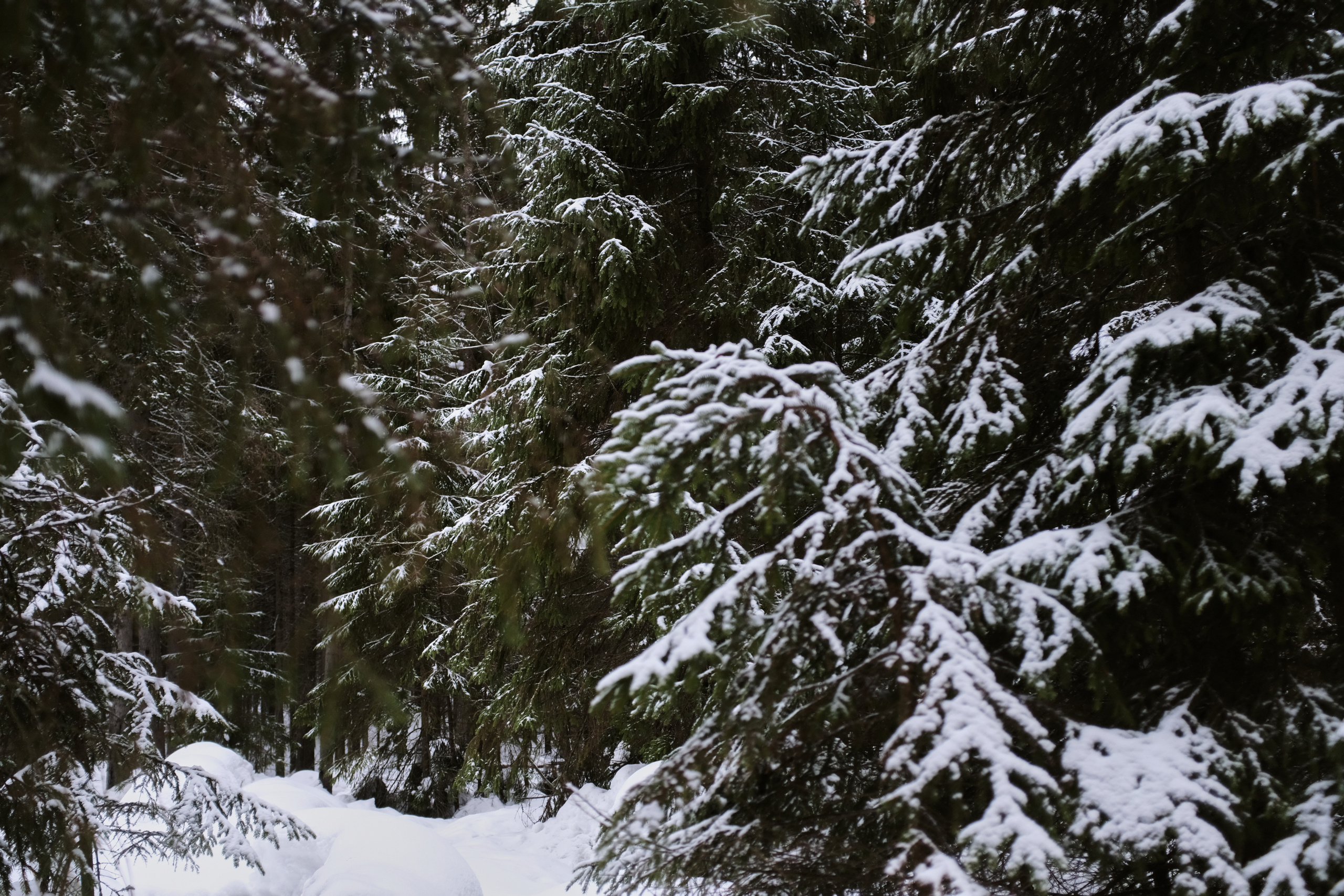 Полина&Виталик (Свадьба: Gentlemen Prefer Blondes). Wed Photographers 📷 Saint Petersburg