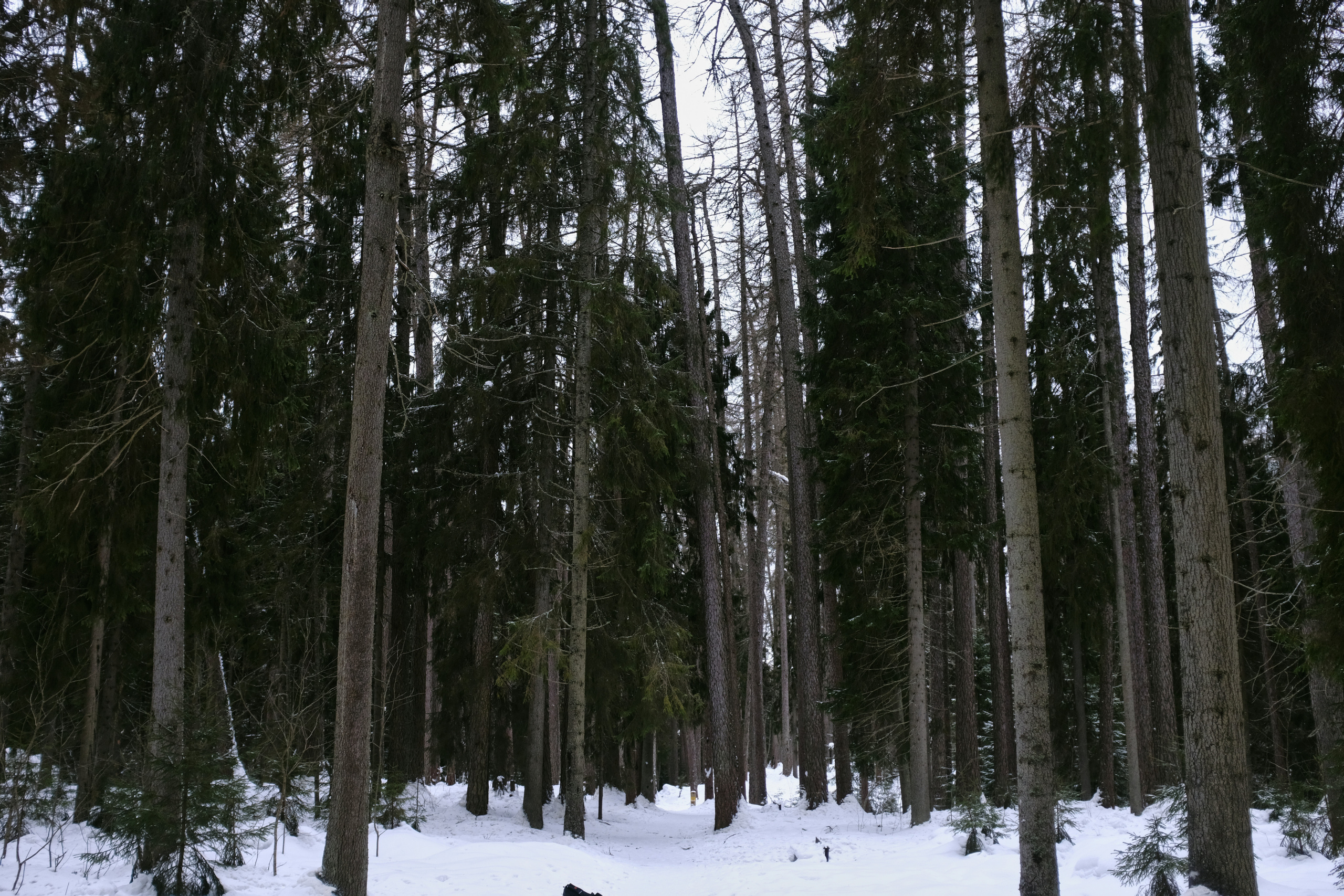 Полина&Виталик (Свадьба: Gentlemen Prefer Blondes). Wed Photographers 📷 Saint Petersburg