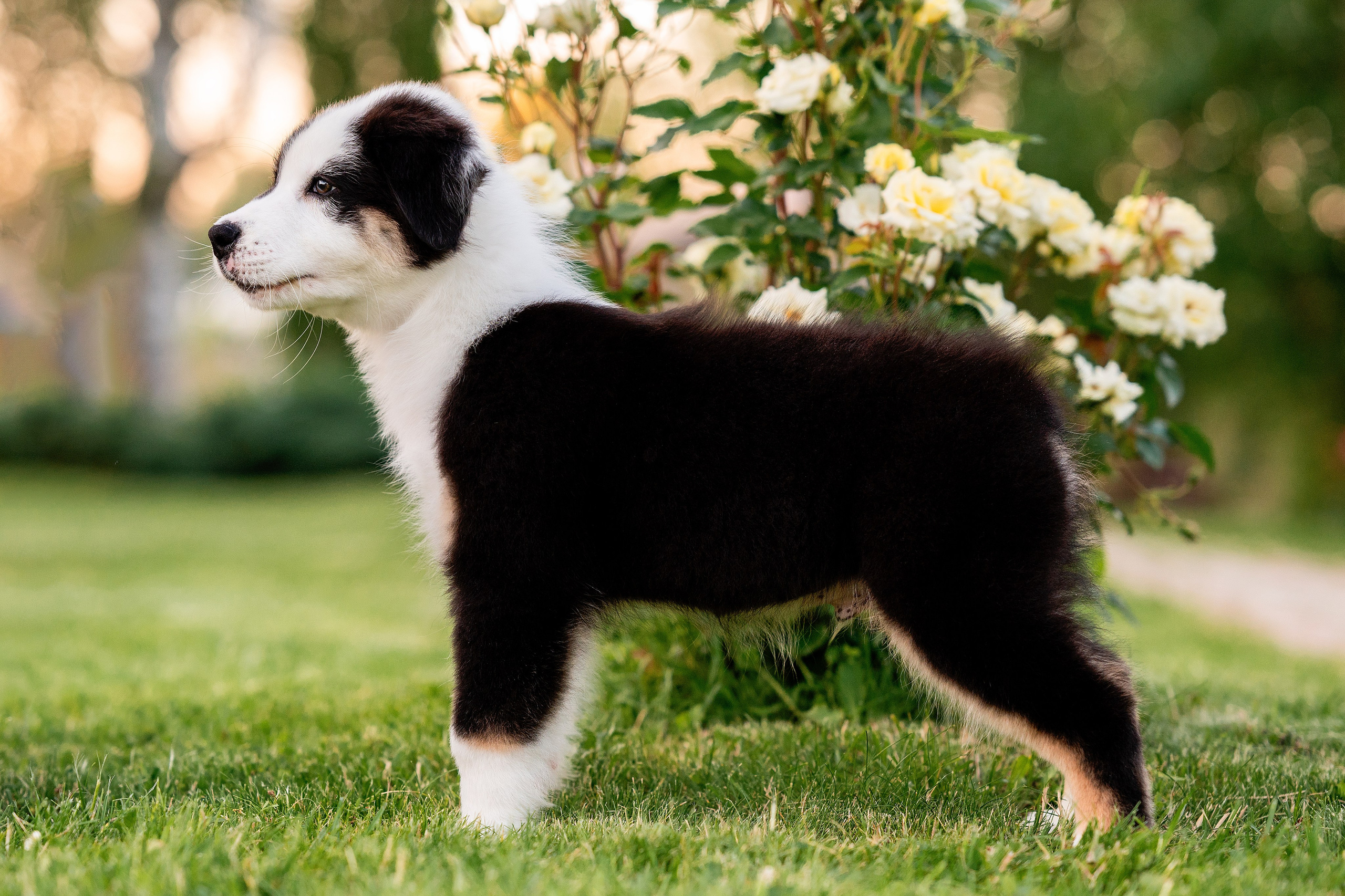 Заводчик Елизавета Степанова. Творческий фотограф Вологда