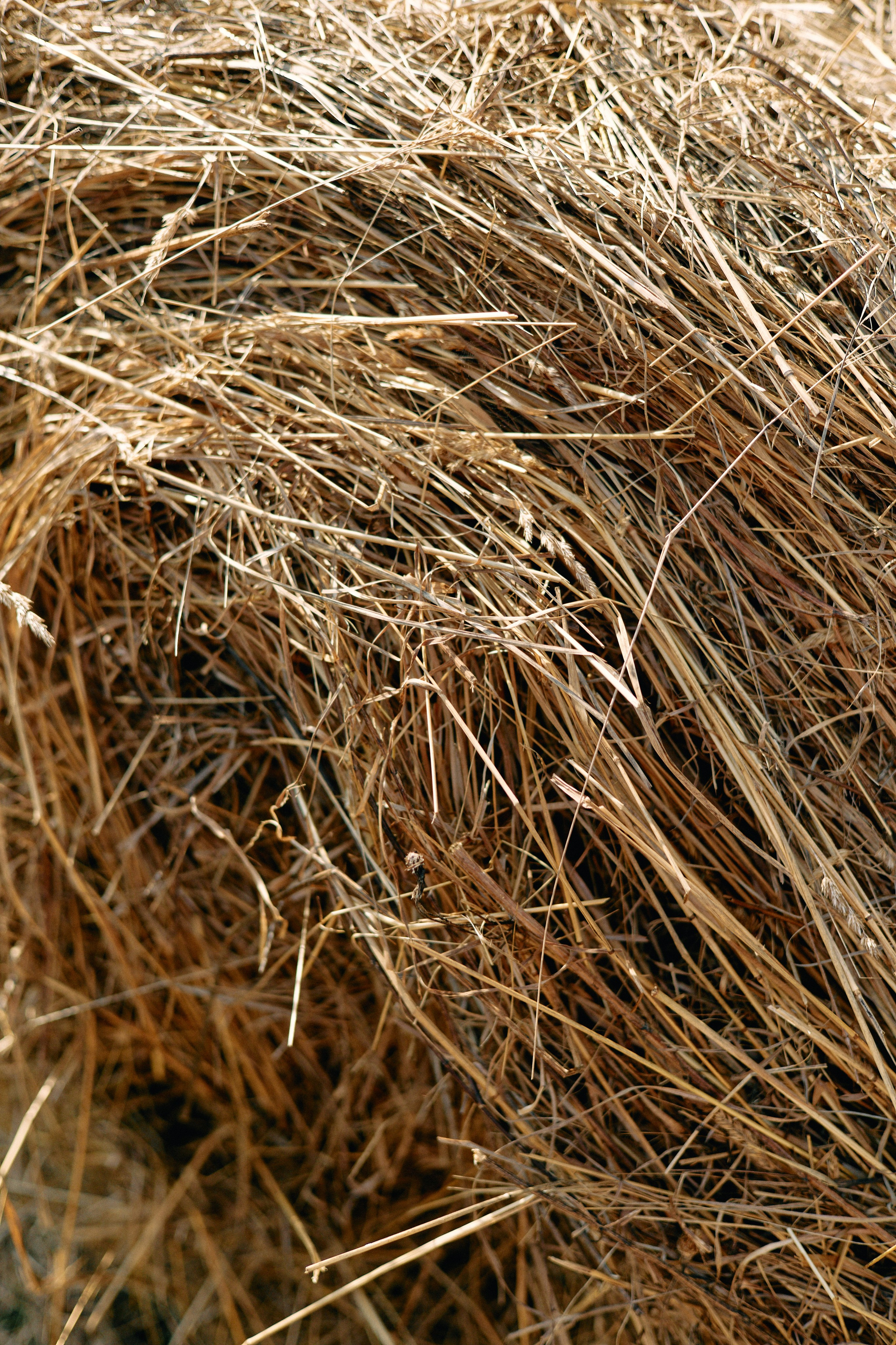 Бутик-отель Поле летом. Профессиональный Фотограф во Владимире, в Москве и в Суздале — Полина Романычева