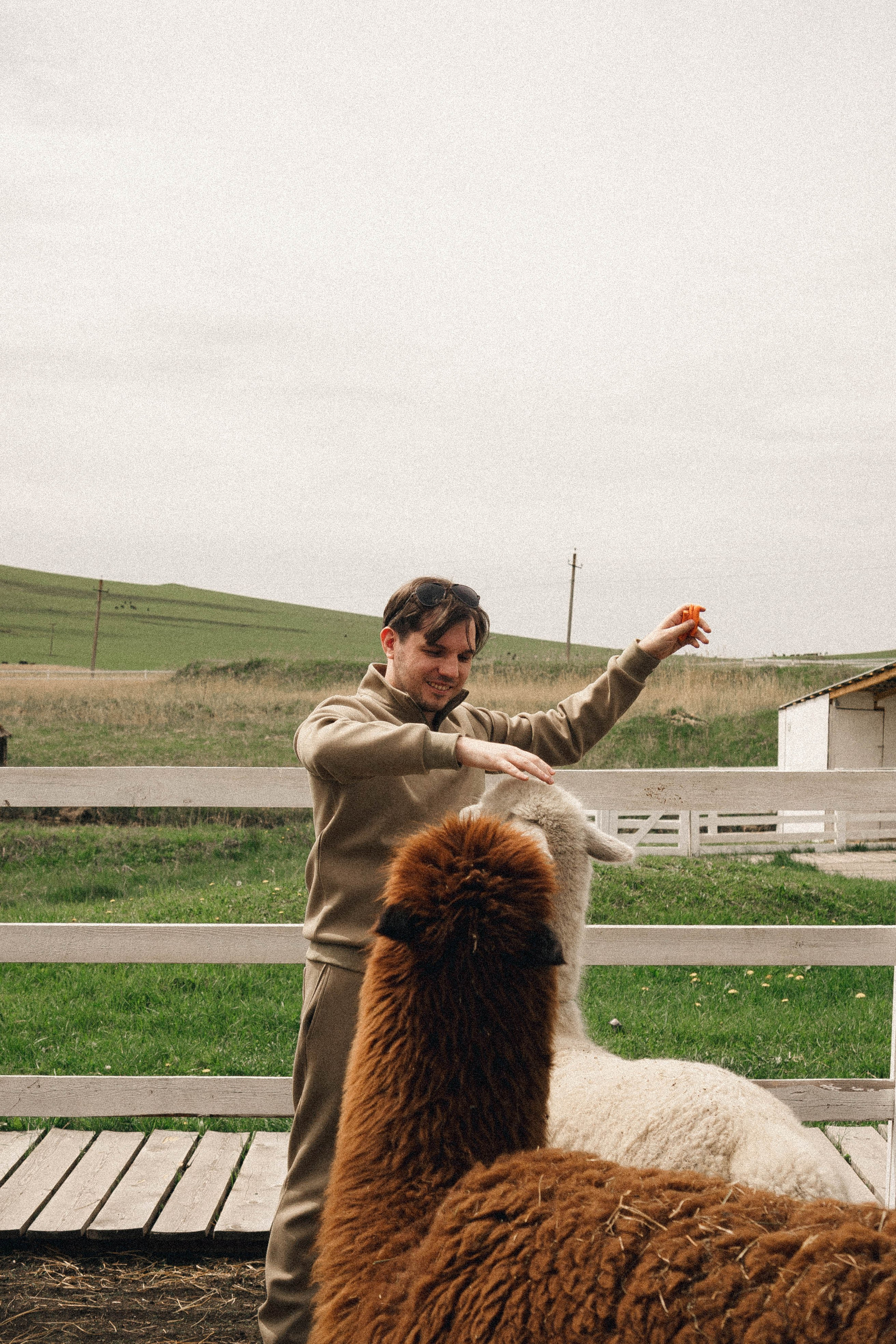Ферма Альпак. Профессиональный фотограф, Санкт-Петербург — Виктория Богомолова