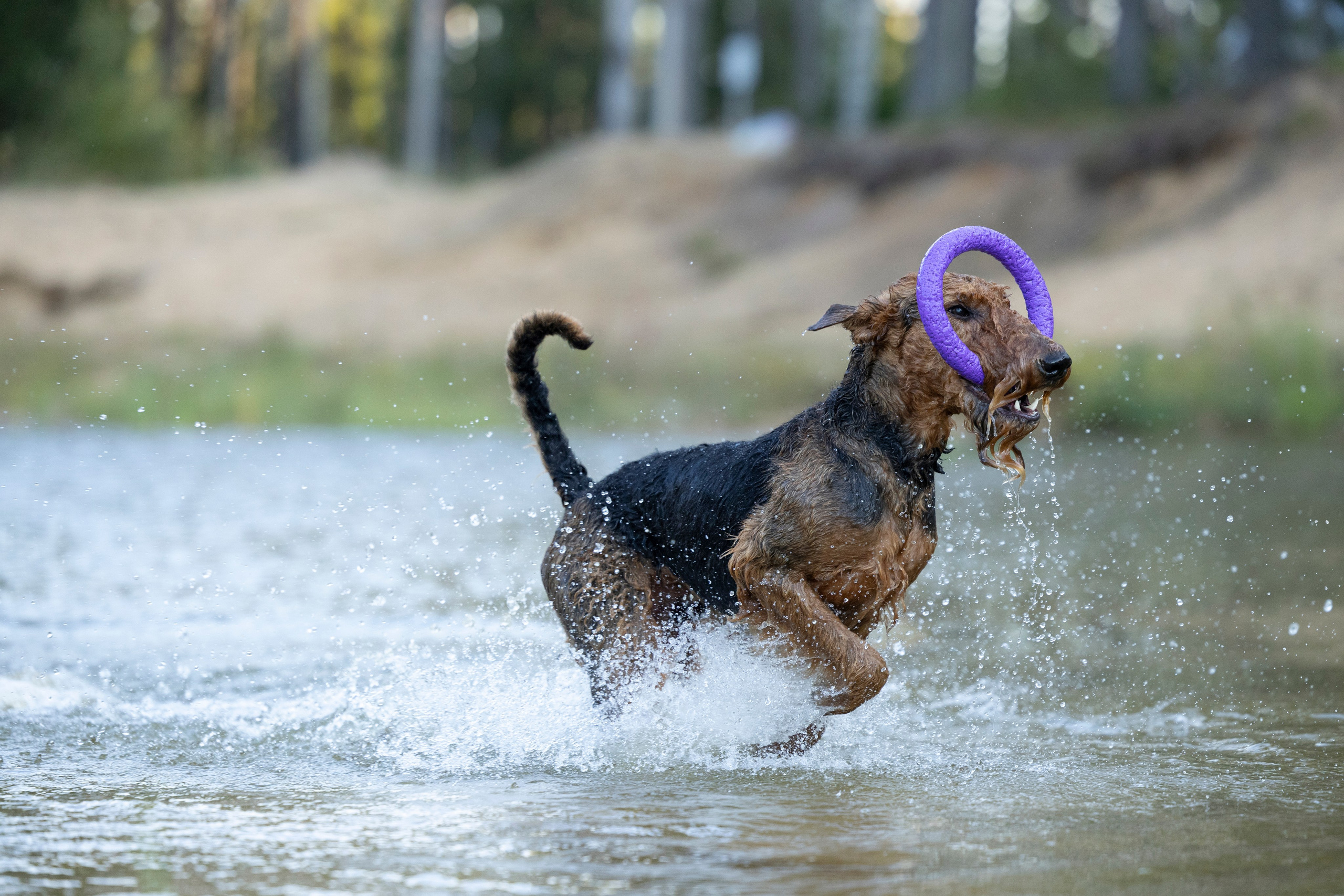 Харди. Фотограф-анималист Анна Маринич