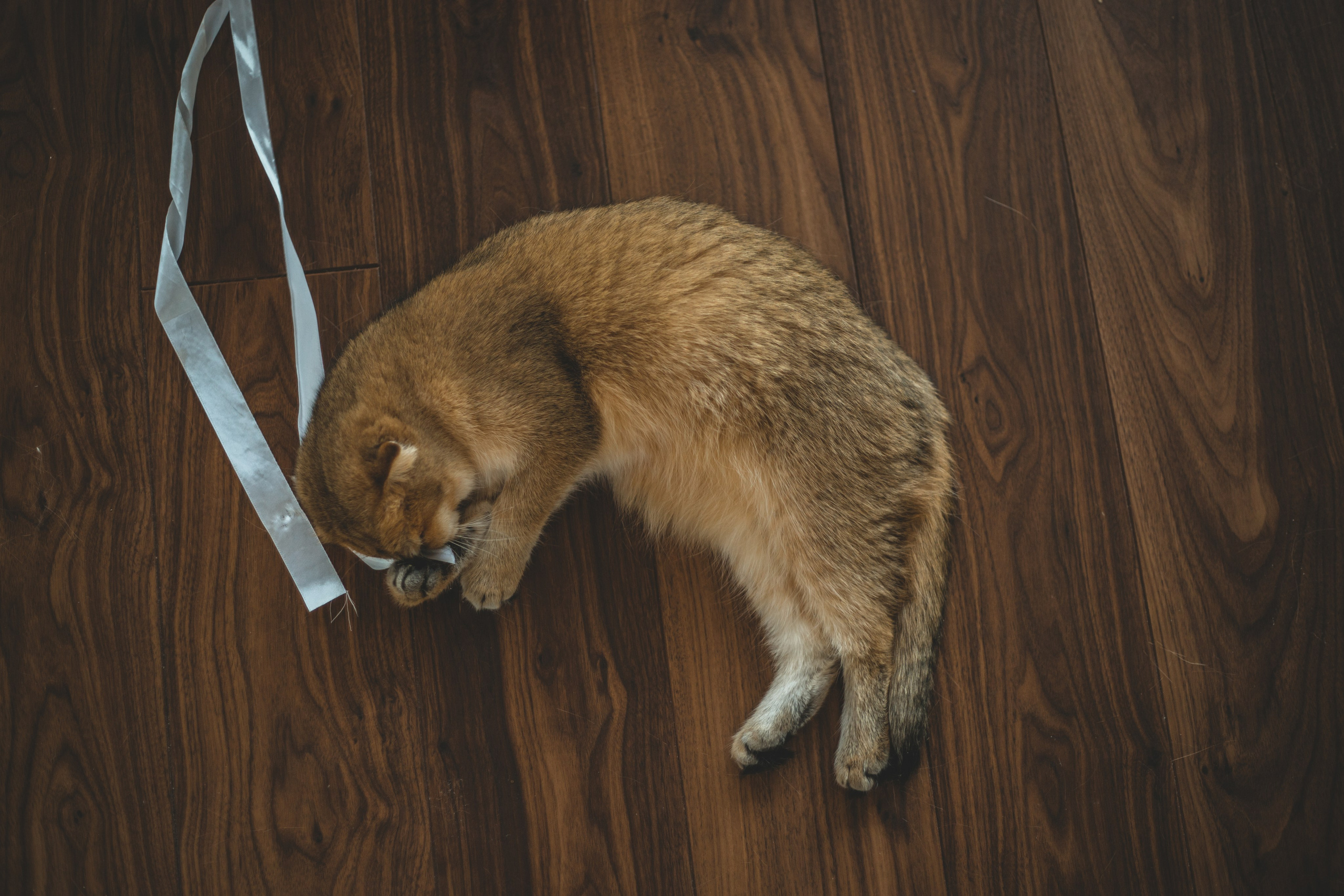 Когда в семье появился ещё один человечек…)) <3. Фотограф Сочи, Адлер, Красная Поляна — Вероника Радченко