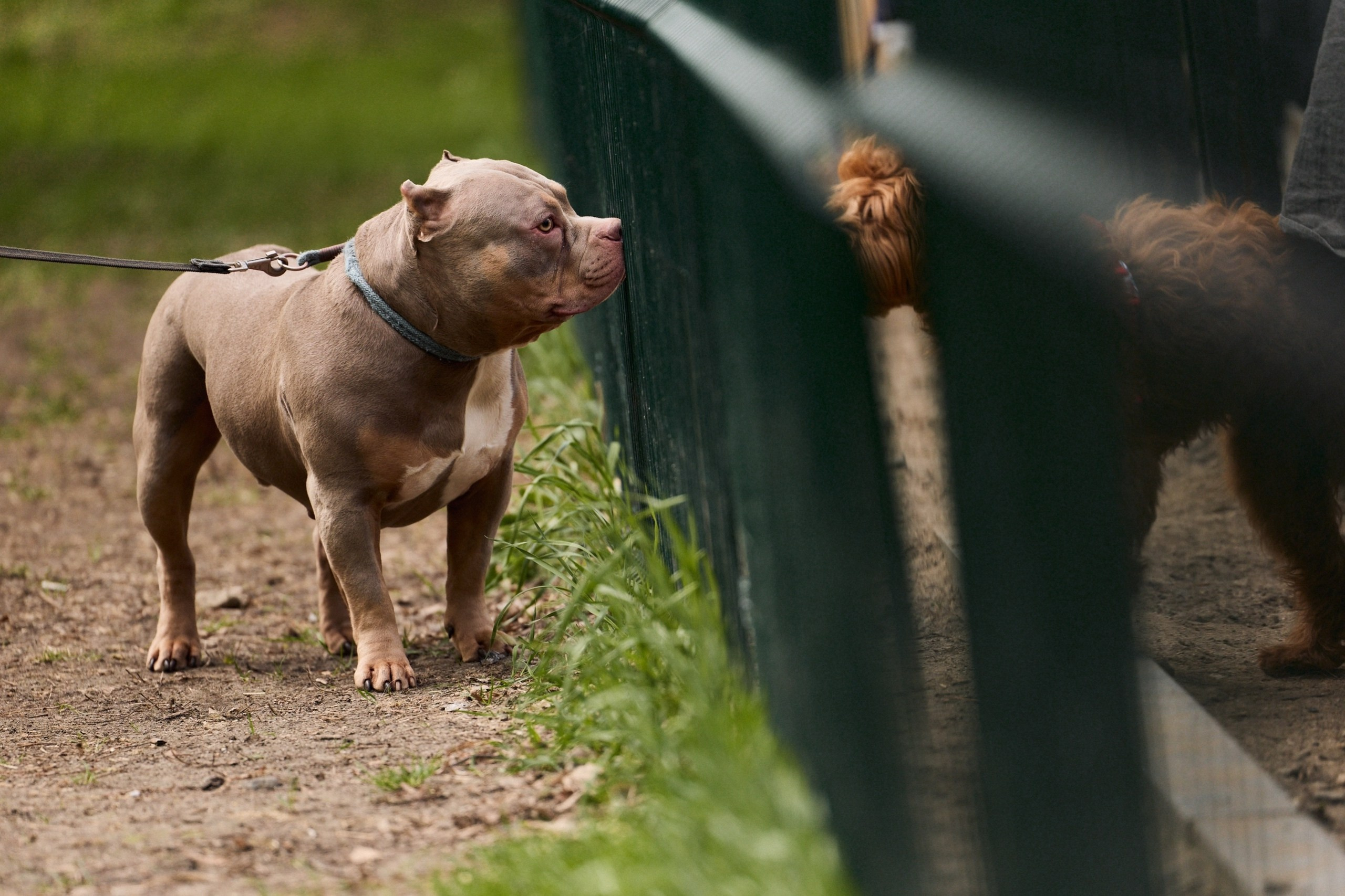Собаки. Sasha Lapin