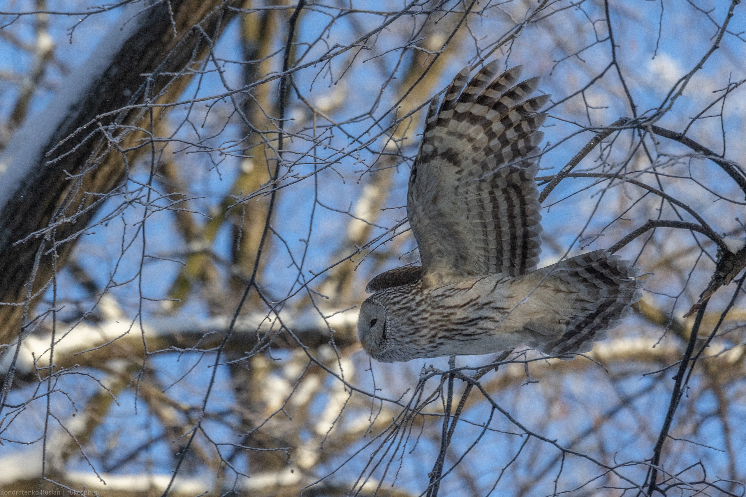 Длиннохвостая неясыть. Архитектурный и пейзажный фотограф Кондратенко Руслан, Санкт-Петербург