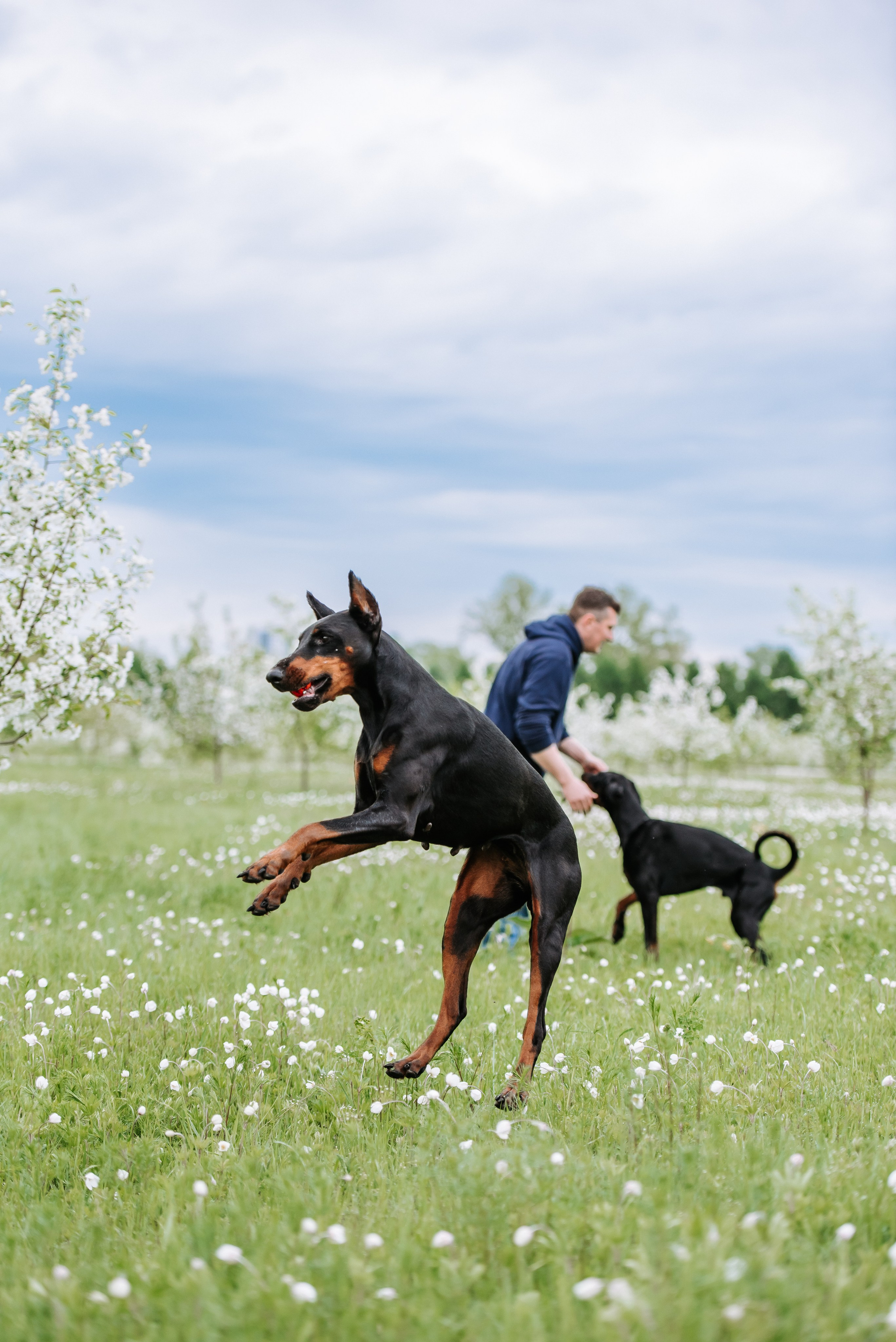 Цветение с доберманами. Фотограф Диана Оленина Красноярск / Братск