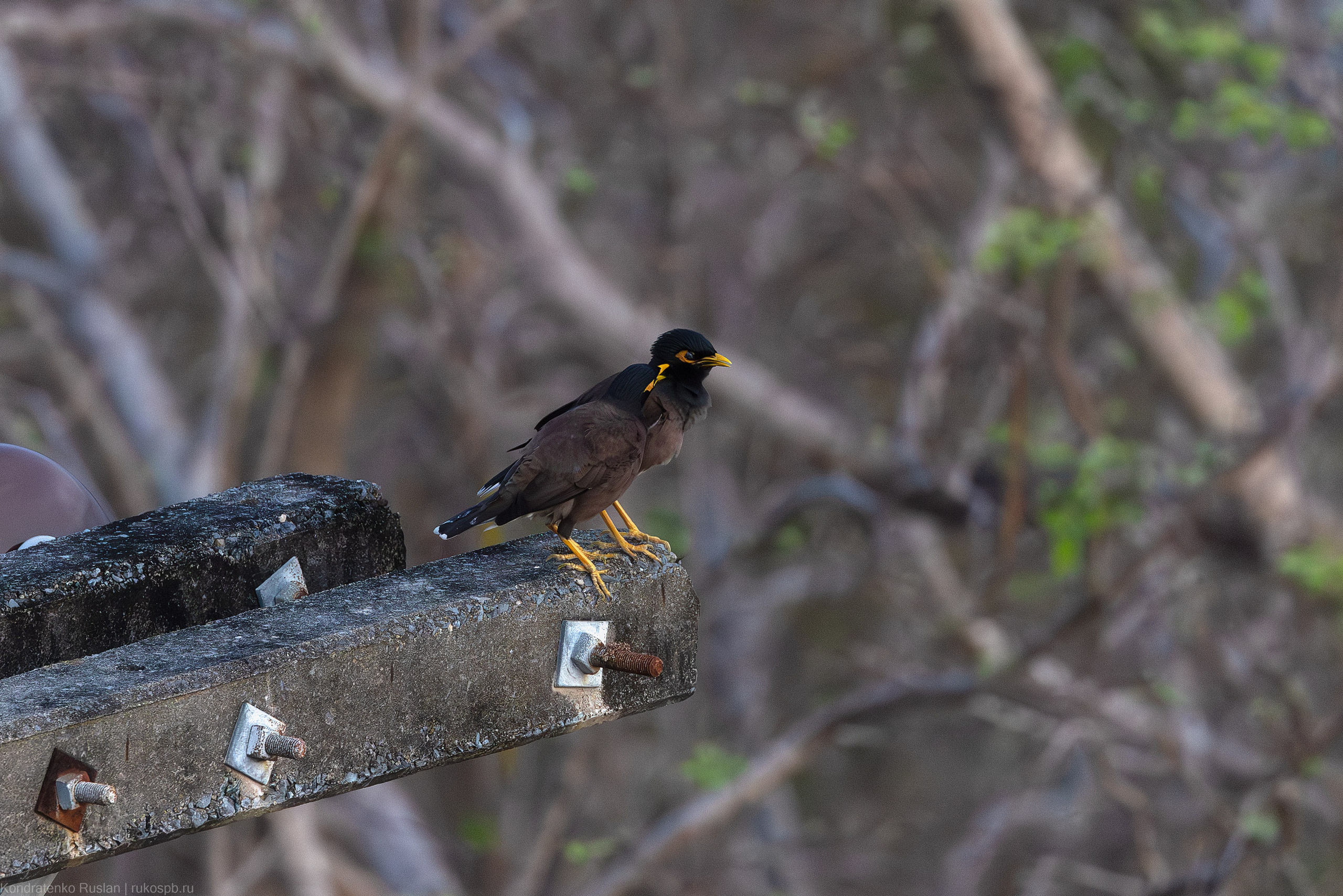 Обыкновенная майна. Архитектурный и пейзажный фотограф Кондратенко Руслан, Санкт-Петербург