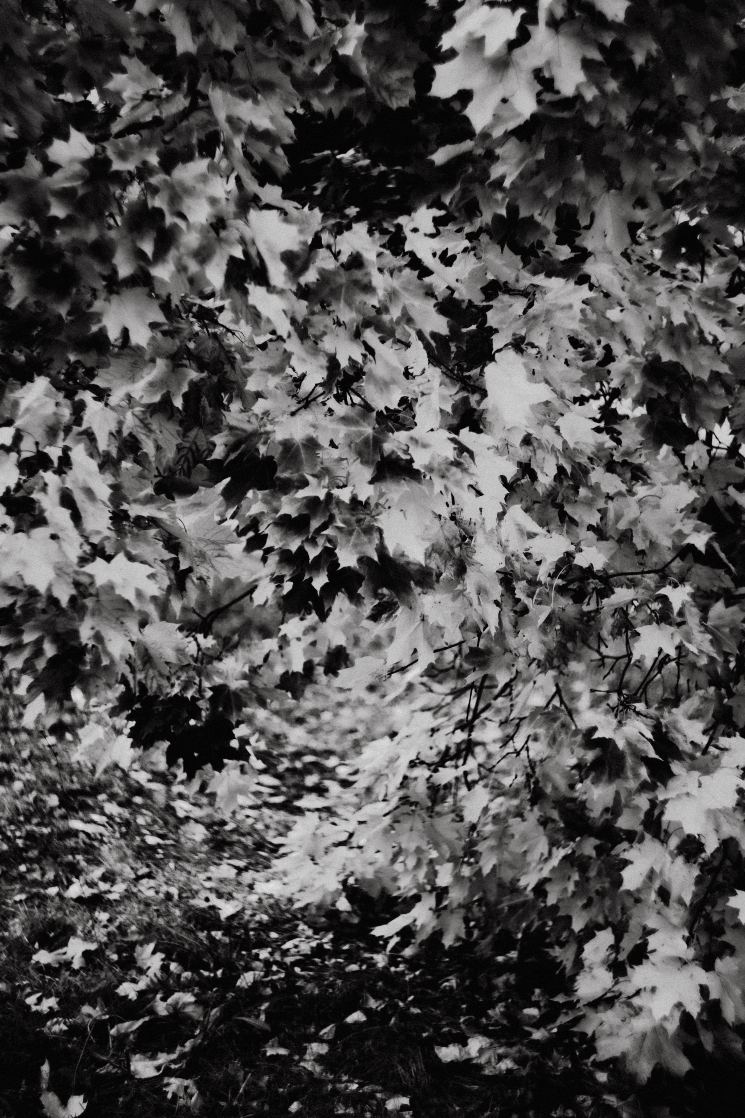 Земснаряд осенний. Фотограф в Нижнем Новгороде