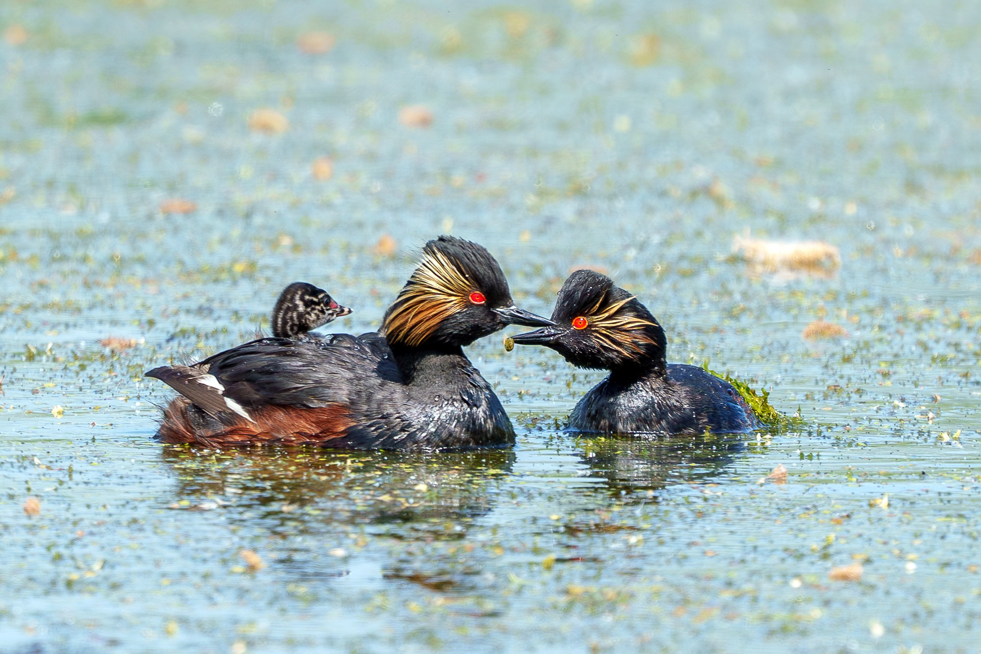 Удивительные мир птиц. Вокруг нас столько прекрасного — присмотритесь!. Ваш личный фотограф Марина Волкова