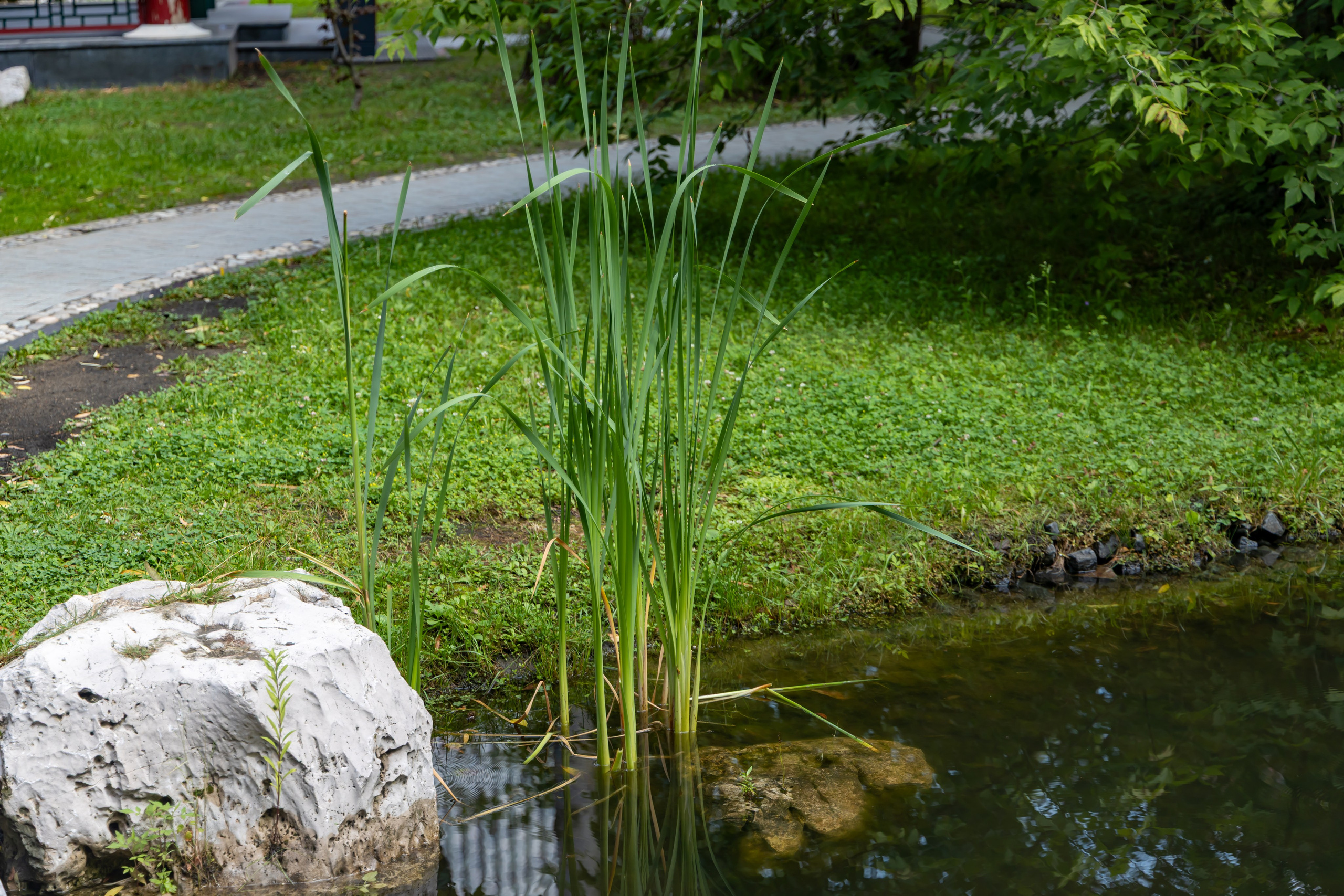 Парк хуамин в Москве. Репортажный, семейный и студийный фотограф в Москве Демин Алексей