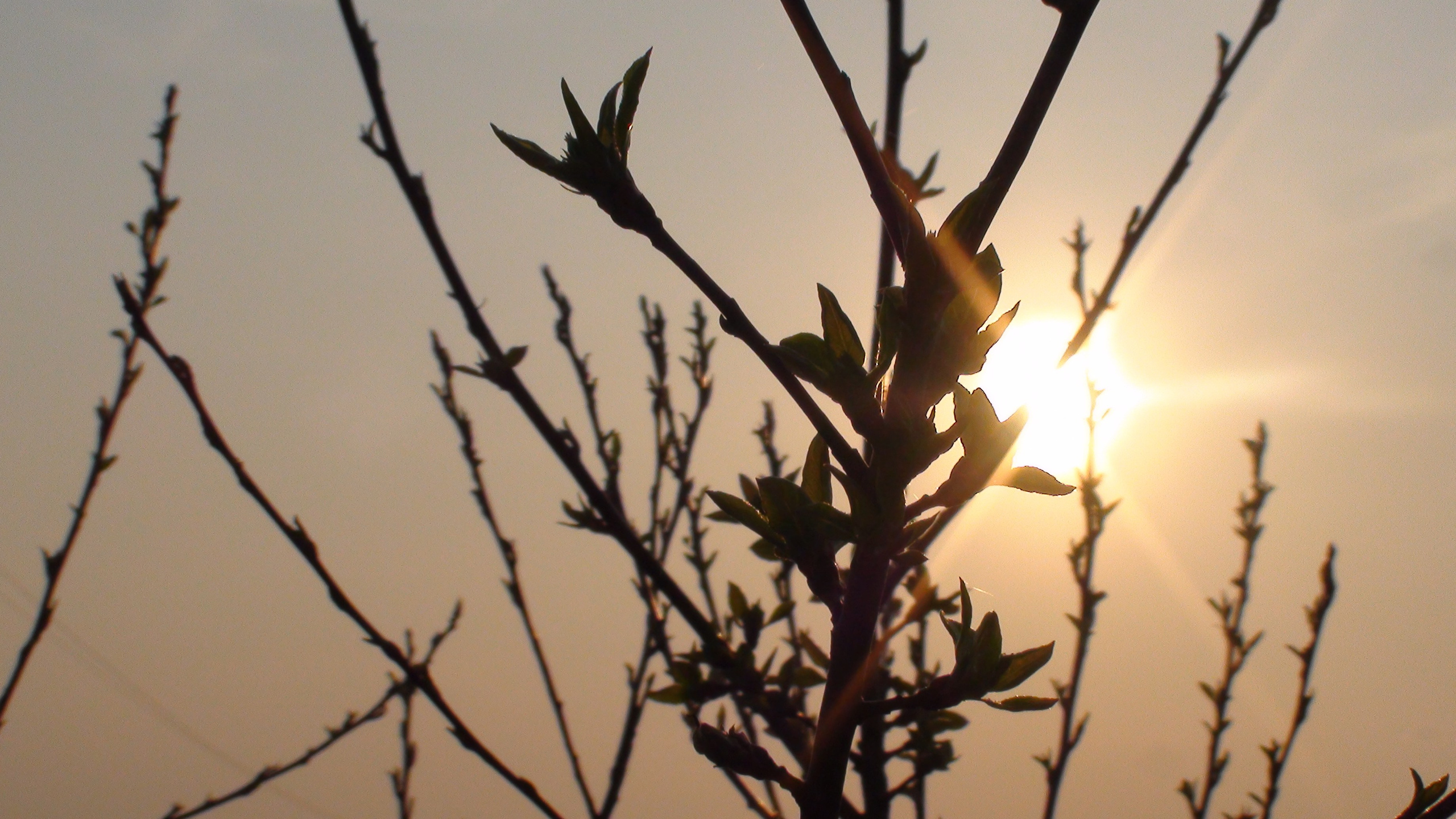 Дача 11.05.2009. Семейный, Свадебный фотограф СПБ Питер— Романова Екатерина