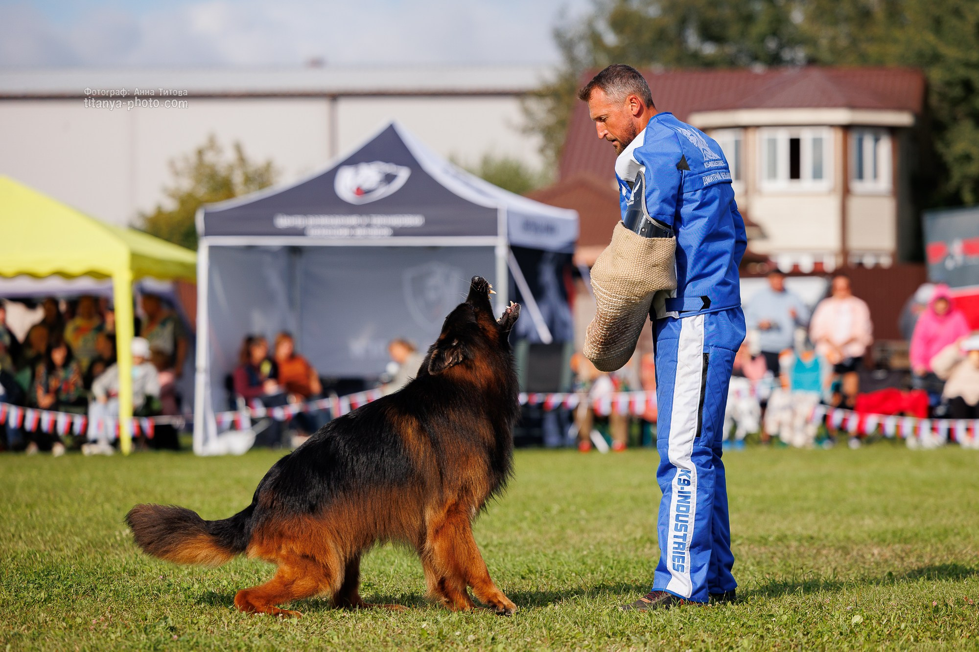 Немецкие овчарки: фото из рингов и вне ринга, мутпроба (фотографии с выставок). Фотограф собак, фотограф-анималист Аня Титова (Titanya). Москва