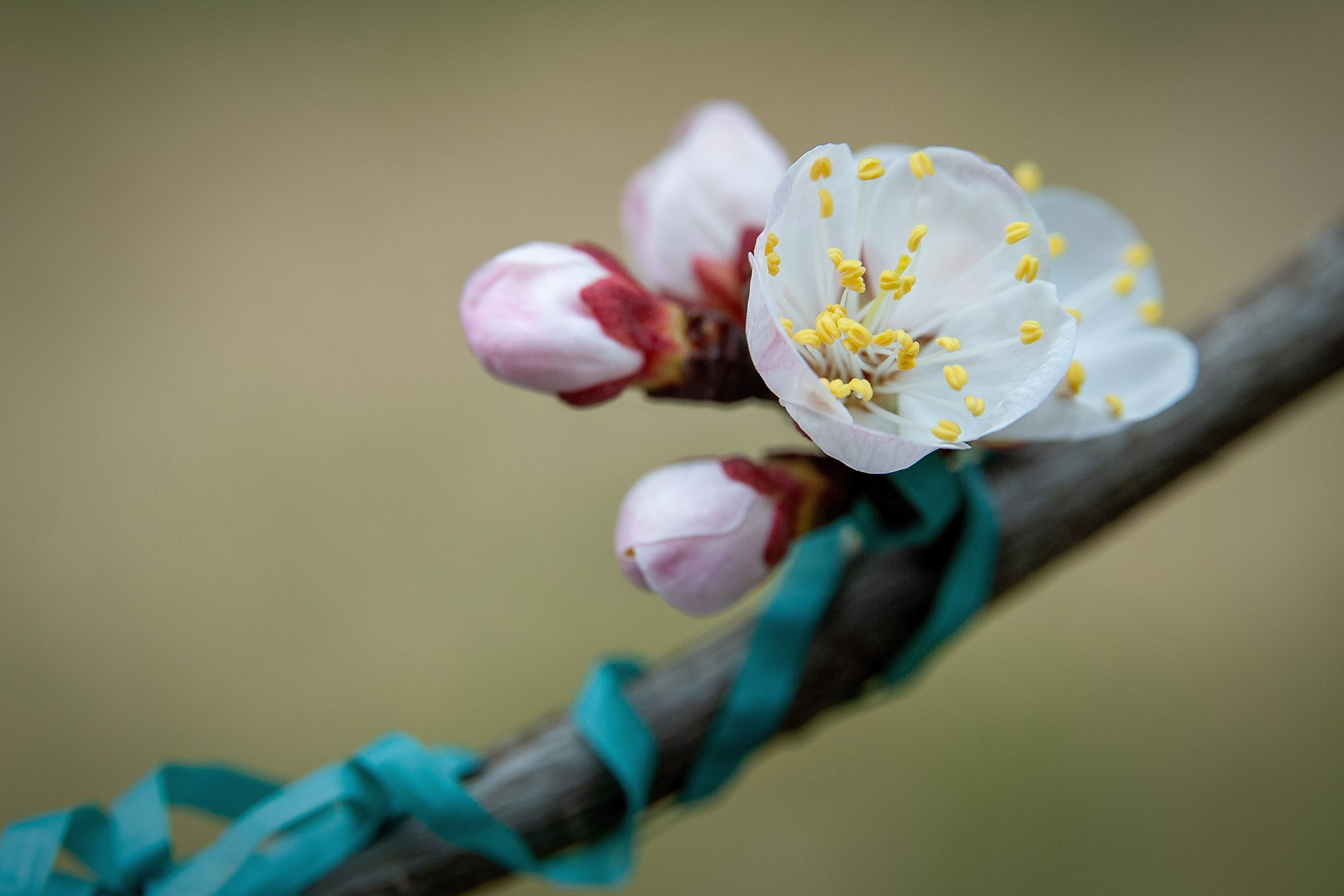Весна. FotoGraf