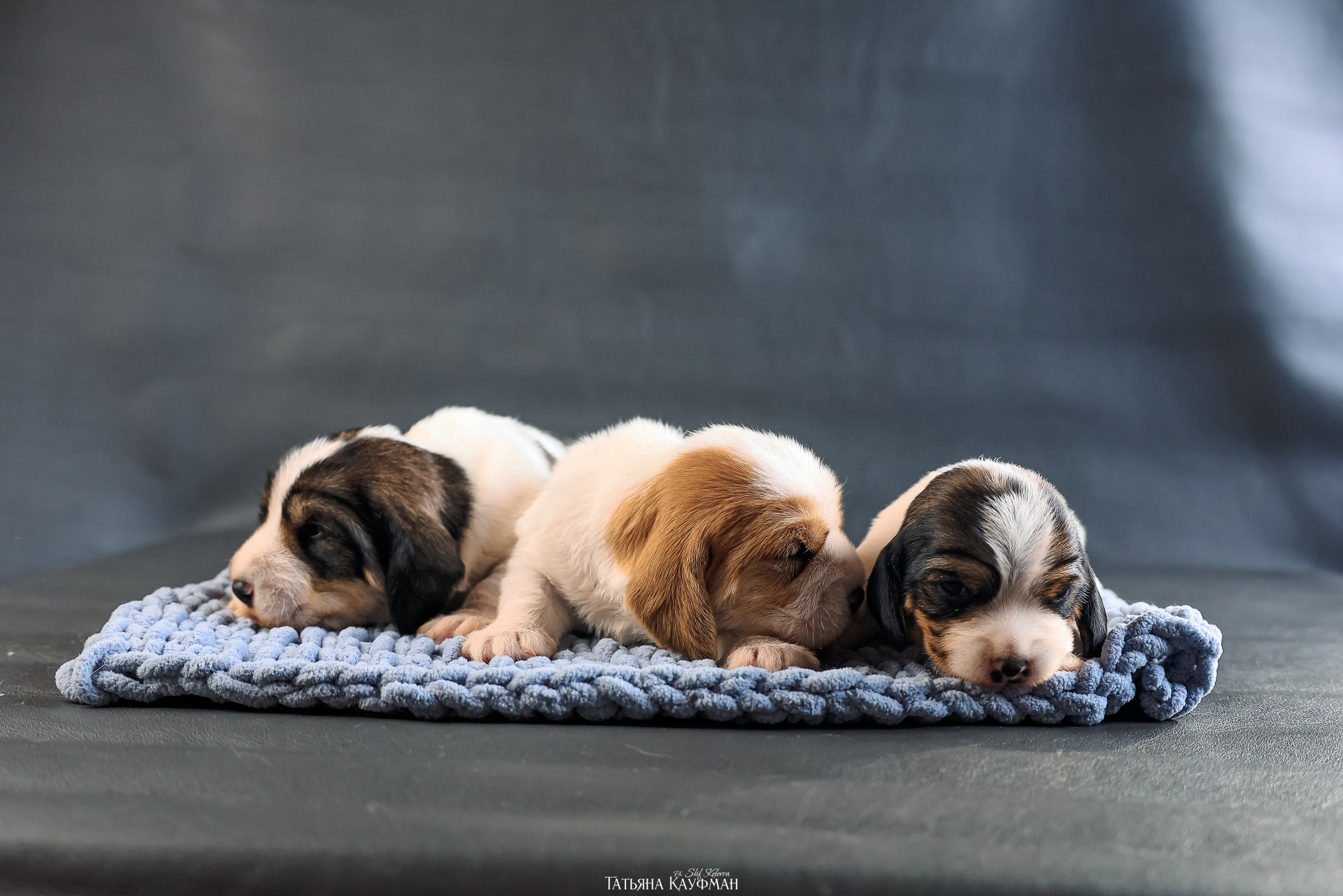 Малые вандейские бассет гриффоны. PVBG. Petit vandeen basset griffon, щенки в новосибирске. Питомник White Rivendel