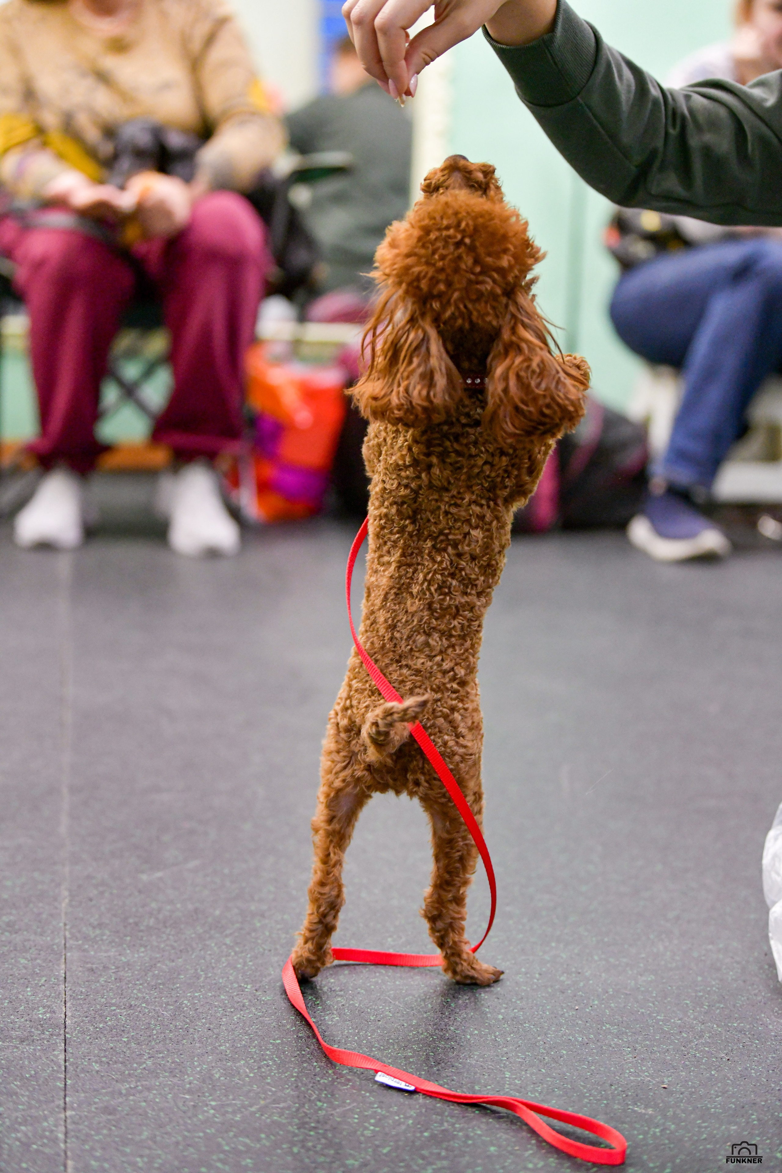 Кинологический клуб «Бодрый хвост». Свой взгляд через объектив