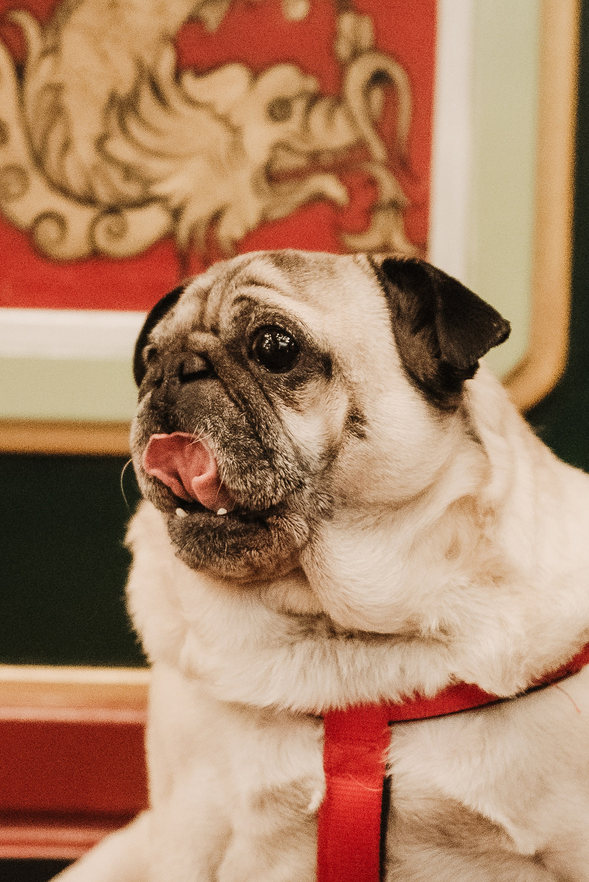 Ольга и Потапум. Прогулка к чайному дому. Семейный Фотограф в Москве Ирина Хохлова