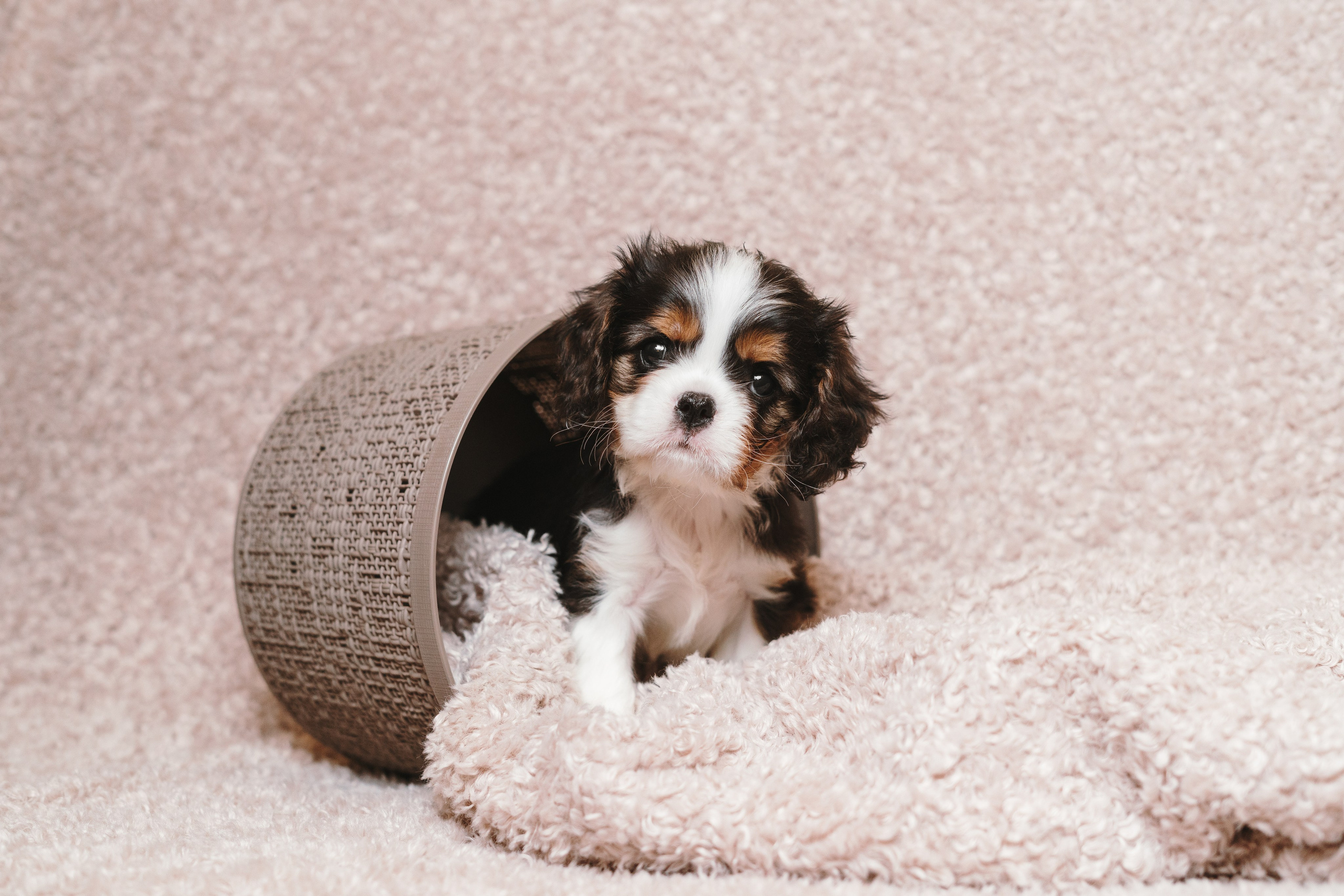 ККЧС. Фотограф анималист Осипчикова Мария