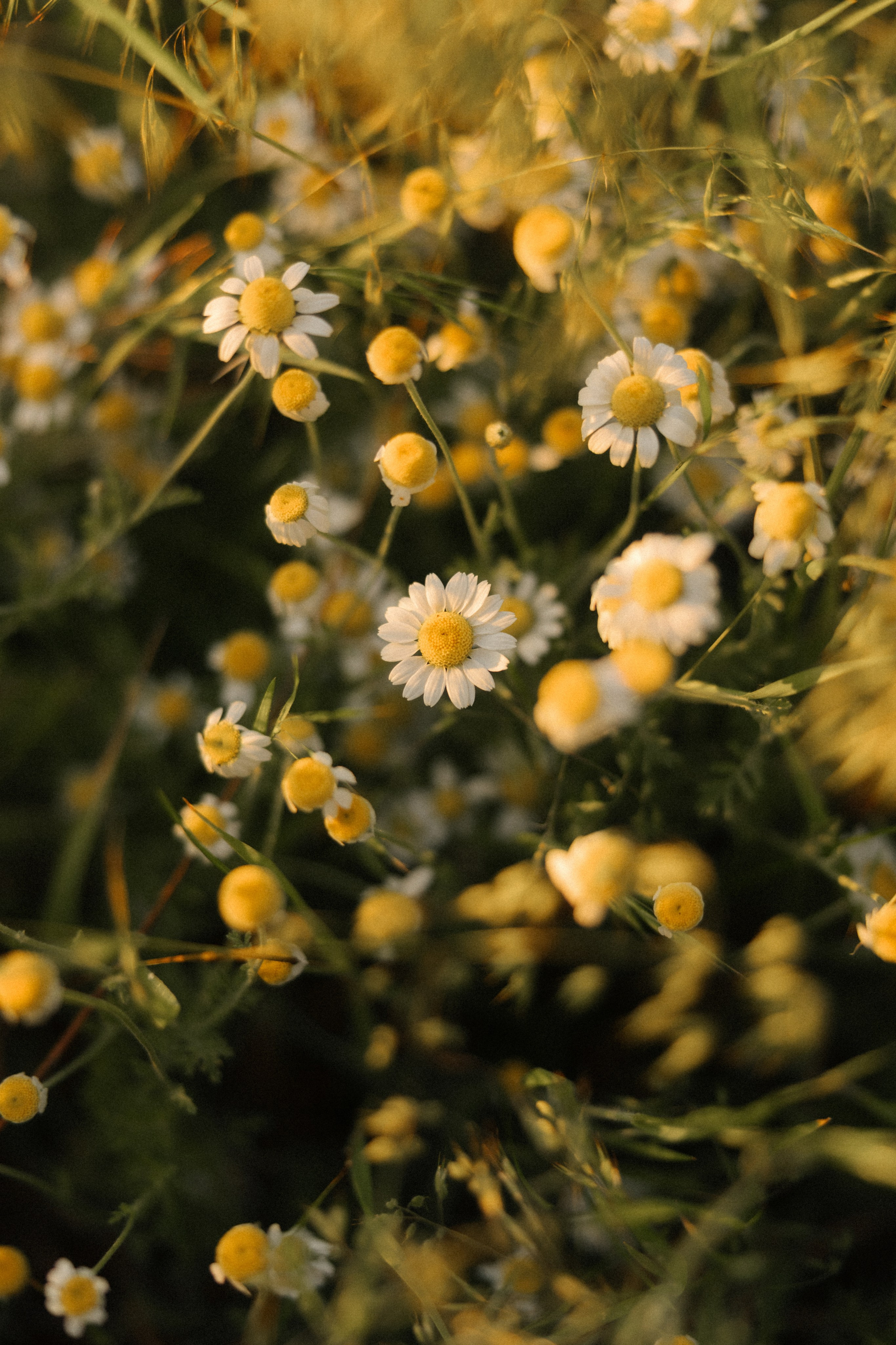 Ромашки. Свадебный и семейный фотограф Юлия Сафронова