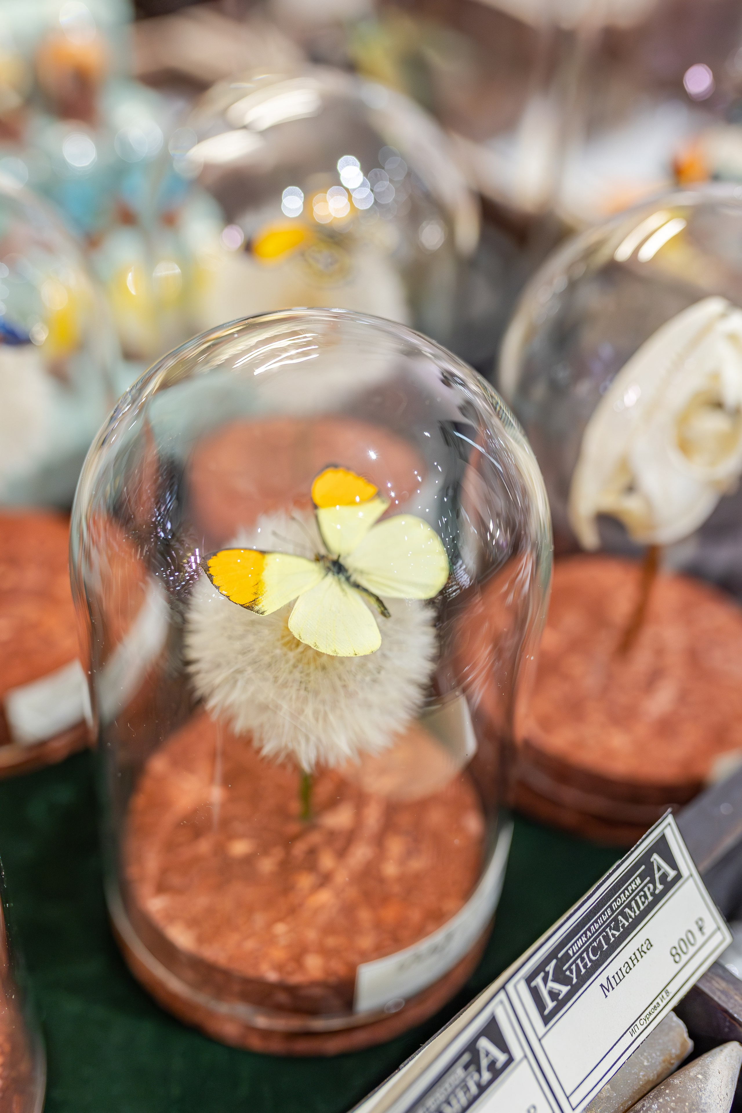 Монстериум апрель 2026. Александра Куликова фотограф, Москва