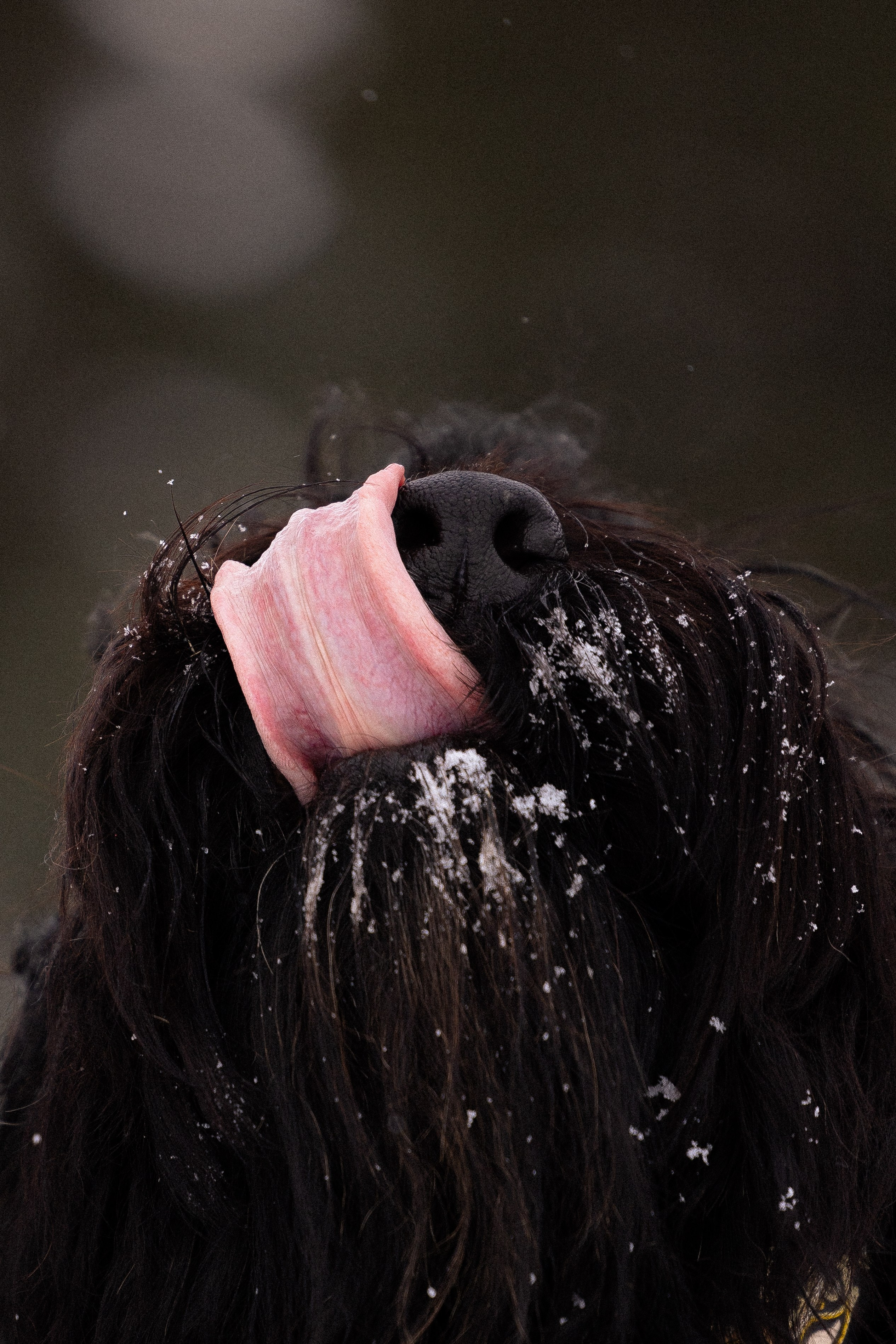 Анастасия и Ирга. Фотограф и видеограф анималист Аганина Дарья