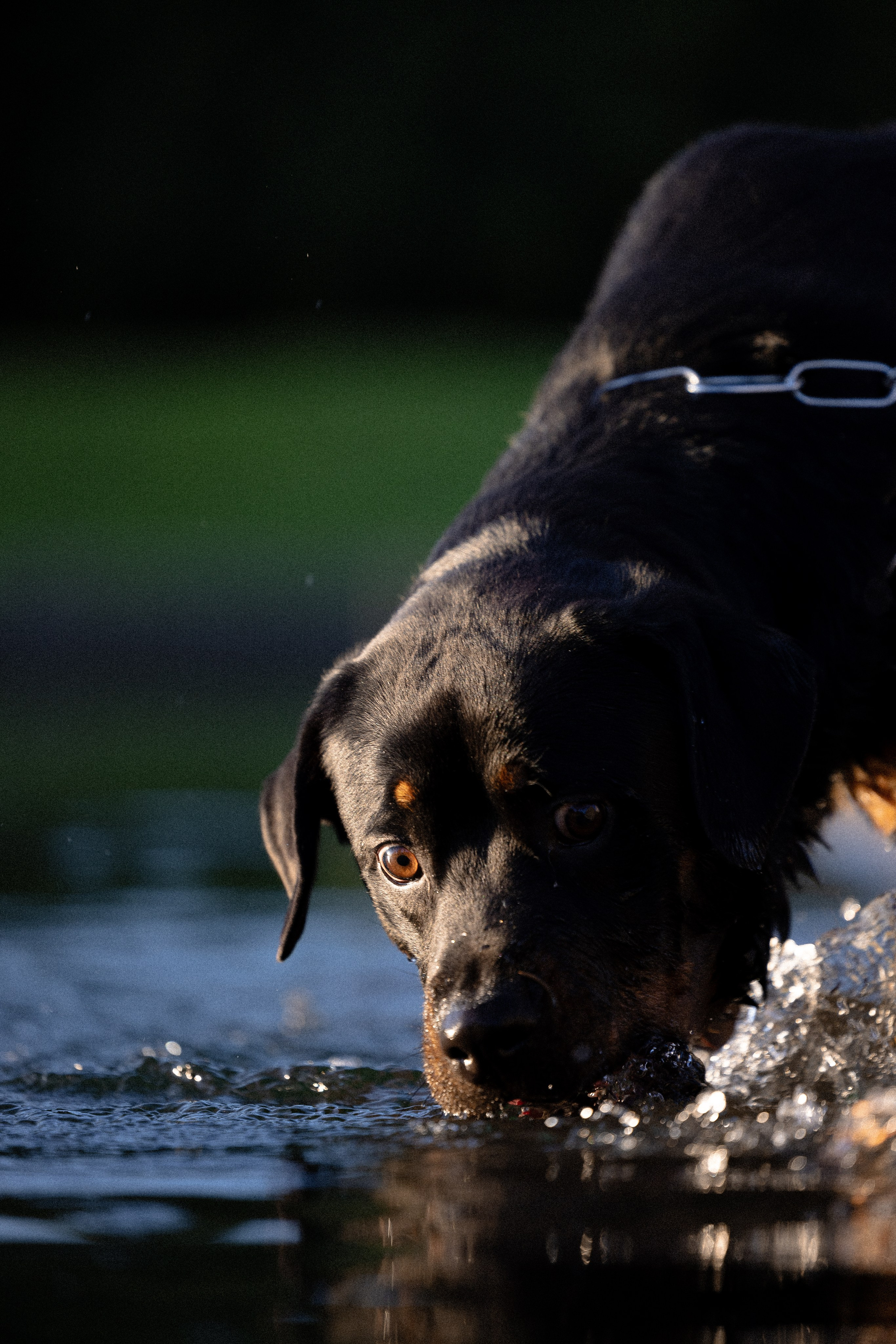 Катя, Леша, Лея и Трой. Фотограф и видеограф анималист Аганина Дарья