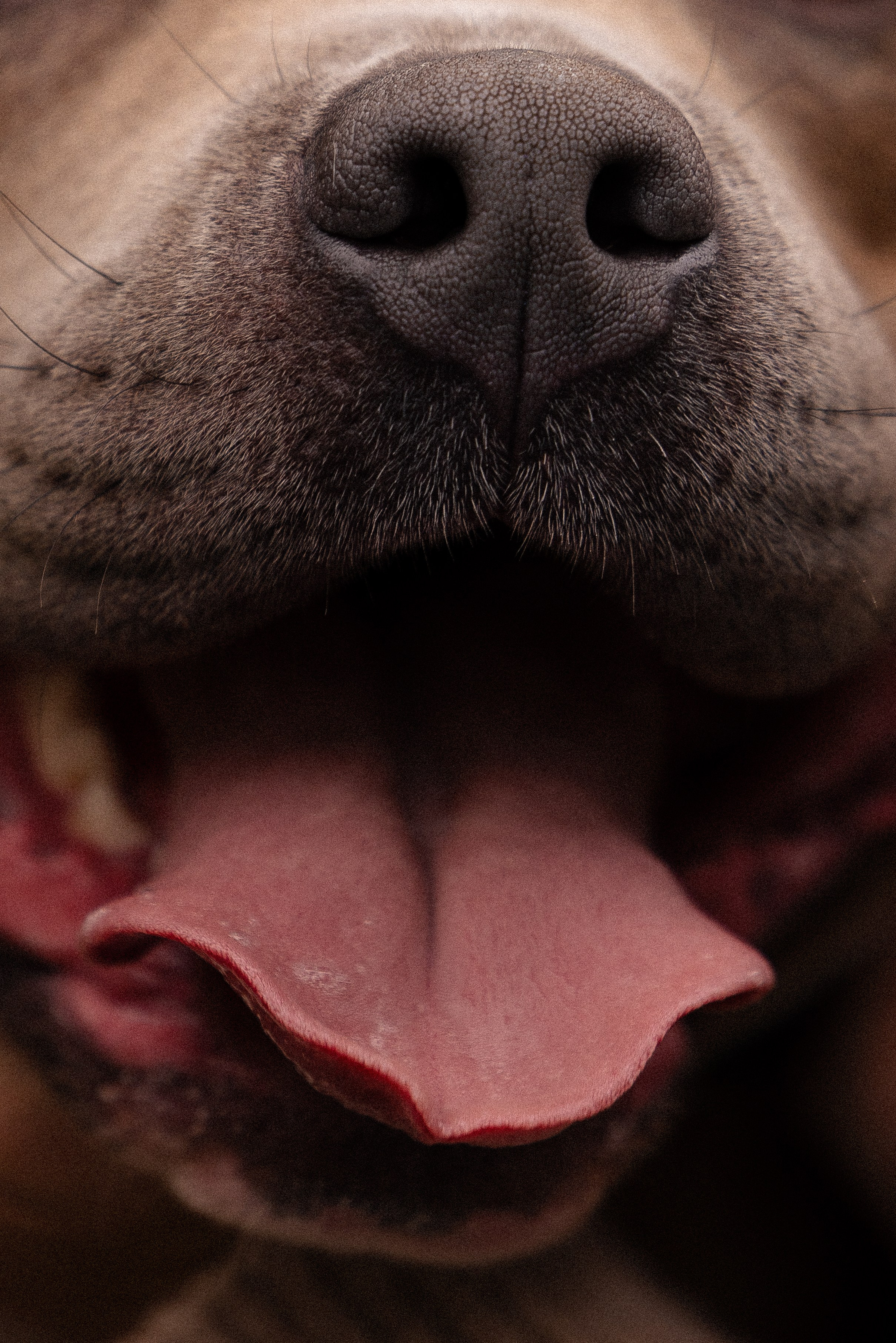 Алена и Тор. Фотограф и видеограф анималист Аганина Дарья