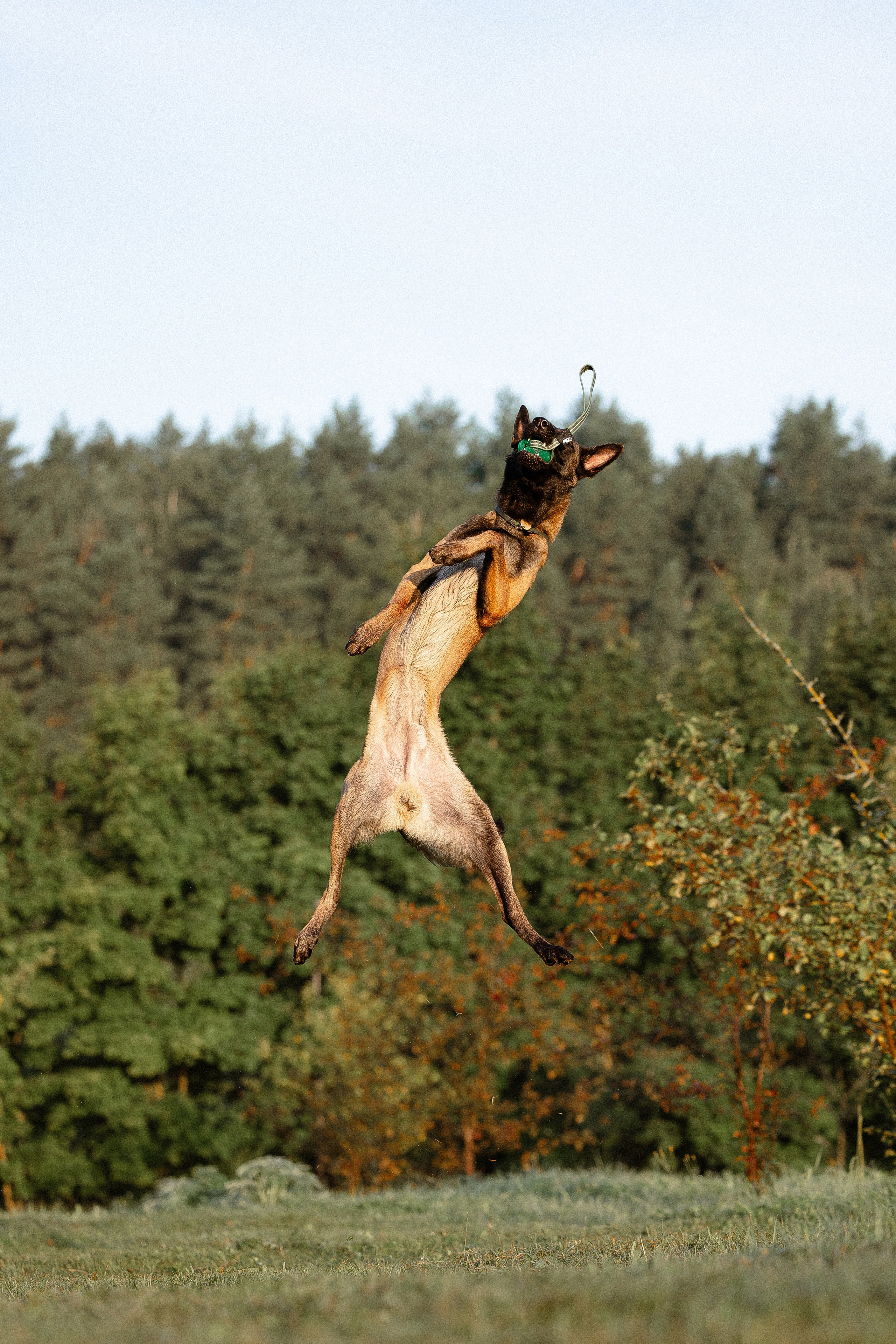 Галина и Кодекс. Фотограф и видеограф анималист Аганина Дарья
