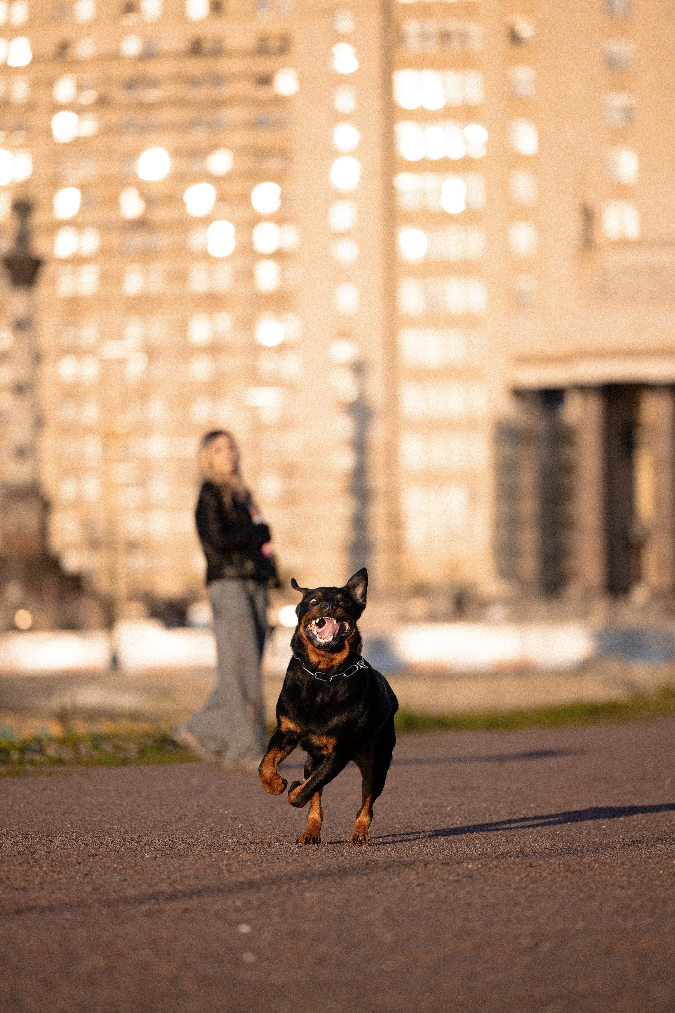 Катя, Леша, Лея и Трой. Фотограф и видеограф анималист Аганина Дарья