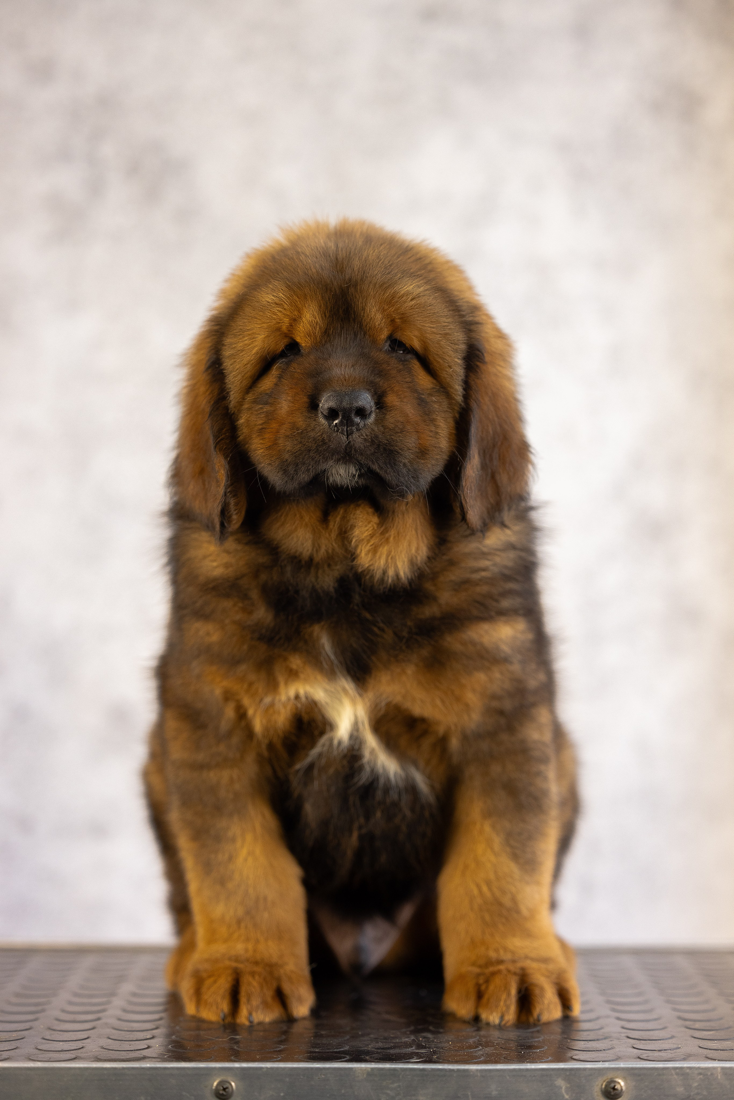 Тибетский мастиф. Фотограф и видеограф анималист Аганина Дарья