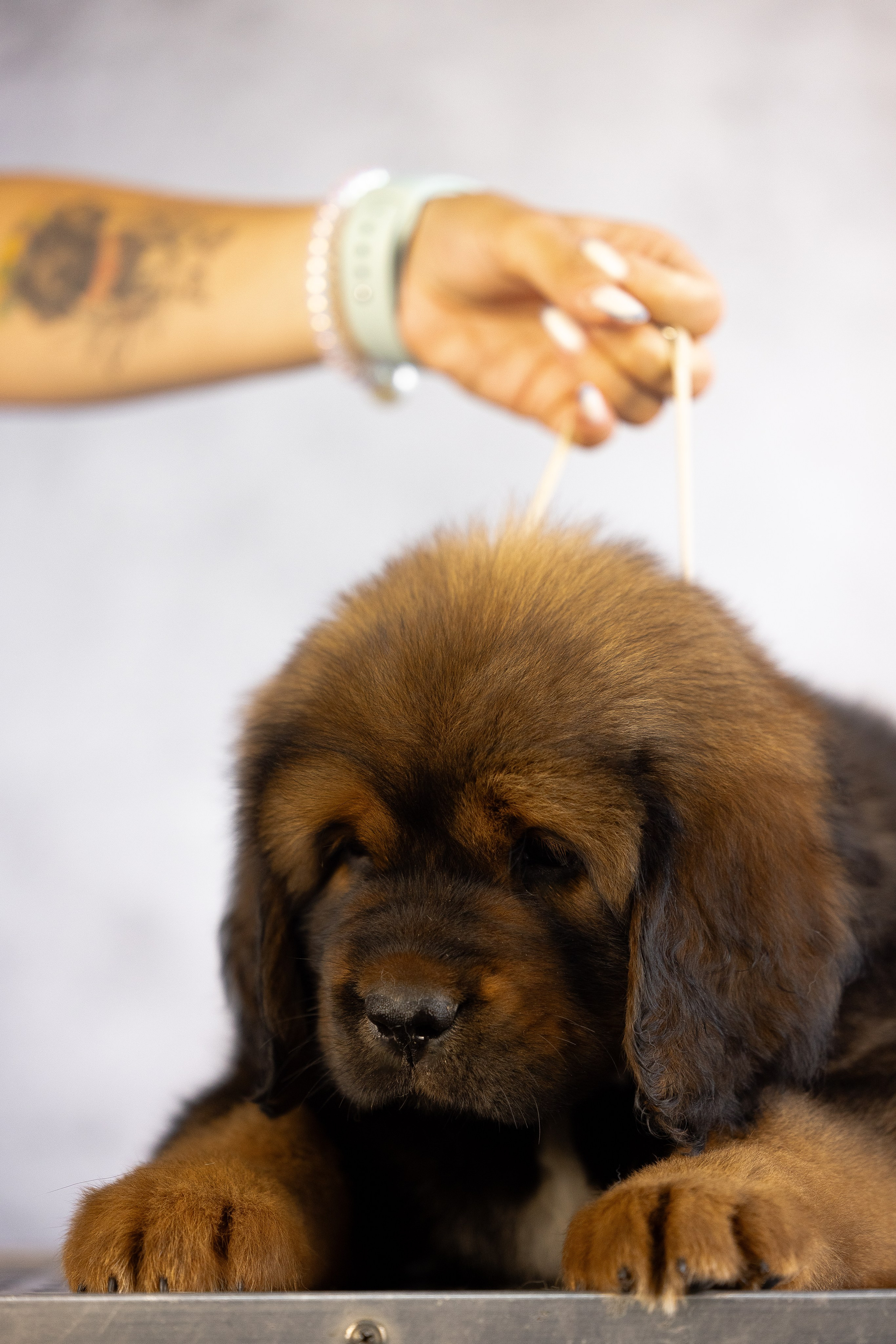 Тибетский мастиф. Фотограф и видеограф анималист Аганина Дарья