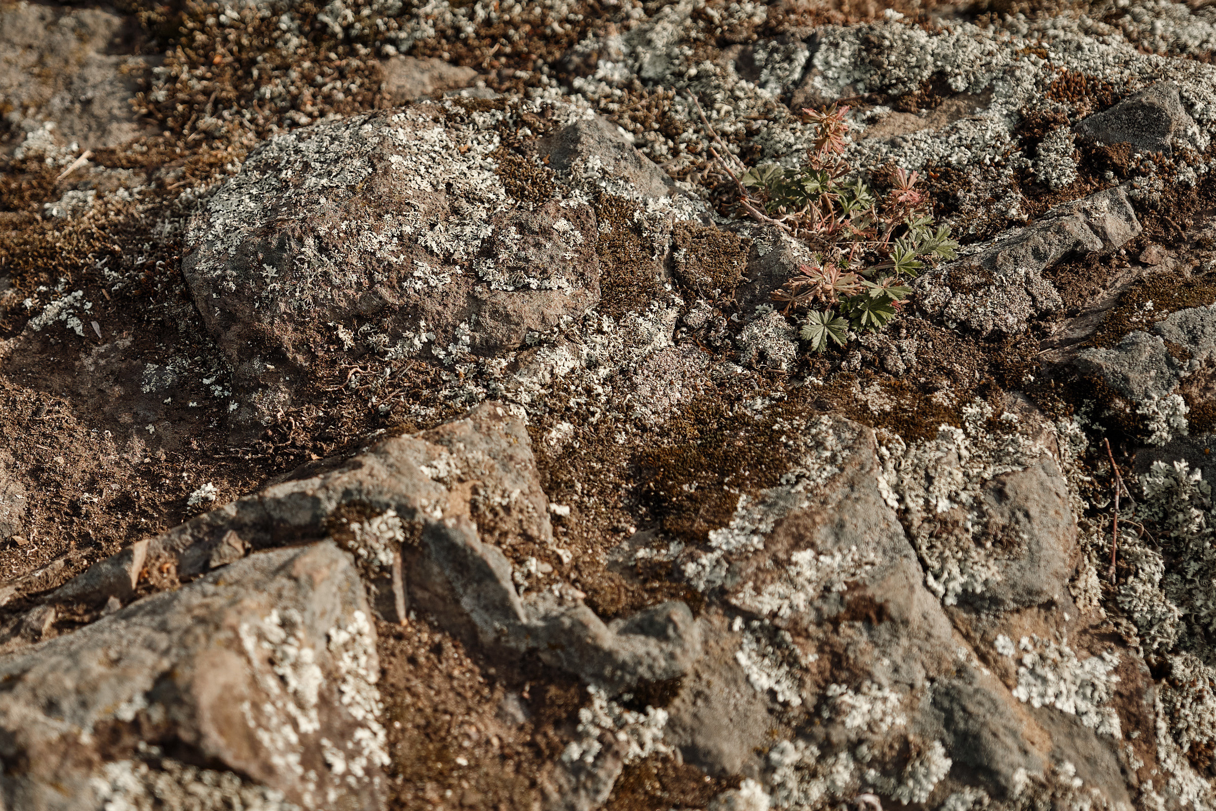 Юрий и Виктория. Свадебная фотосессия Ревун. Профессиональный фотограф в Екатеринбурге Юра Сахар