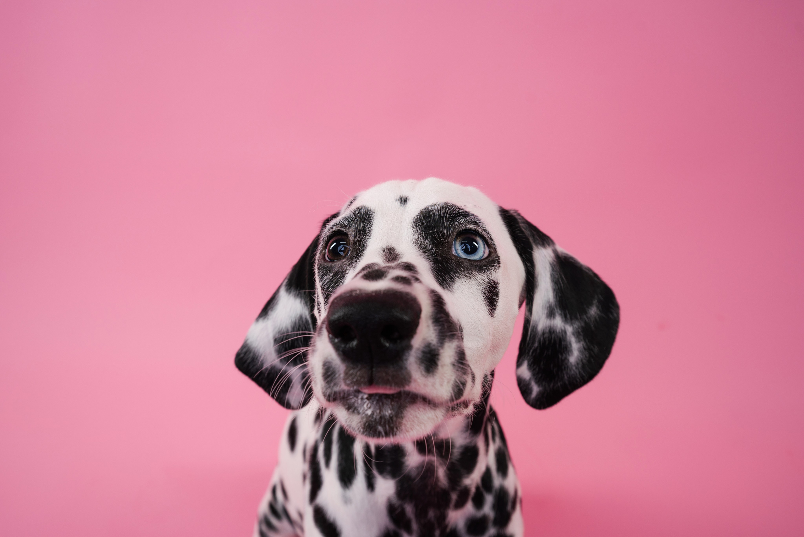Далматин Одри. Фотограф анималист Осипчикова Мария