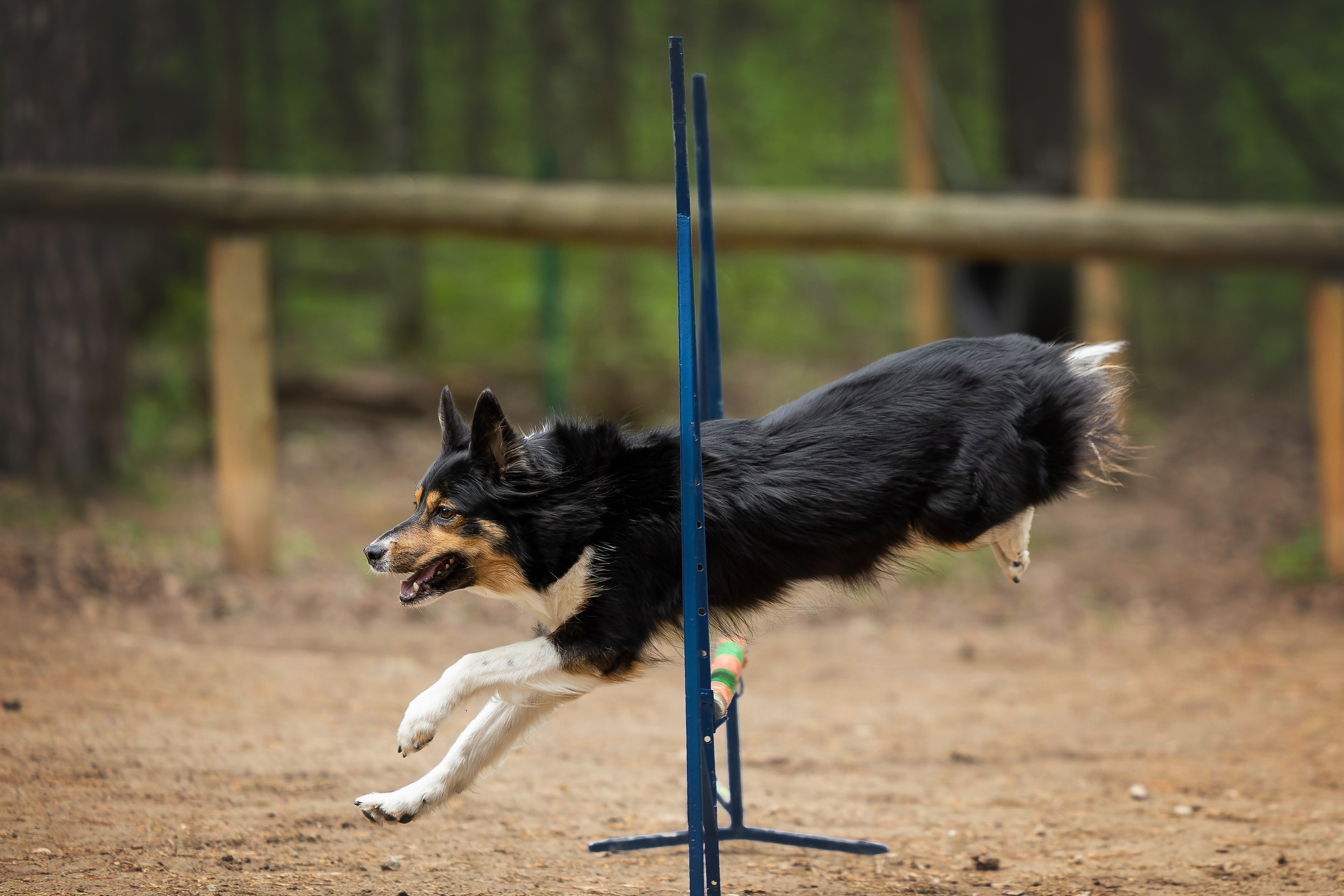 Тренировка аджилити. Фотограф Анималист в Перми Анастасия Остерман