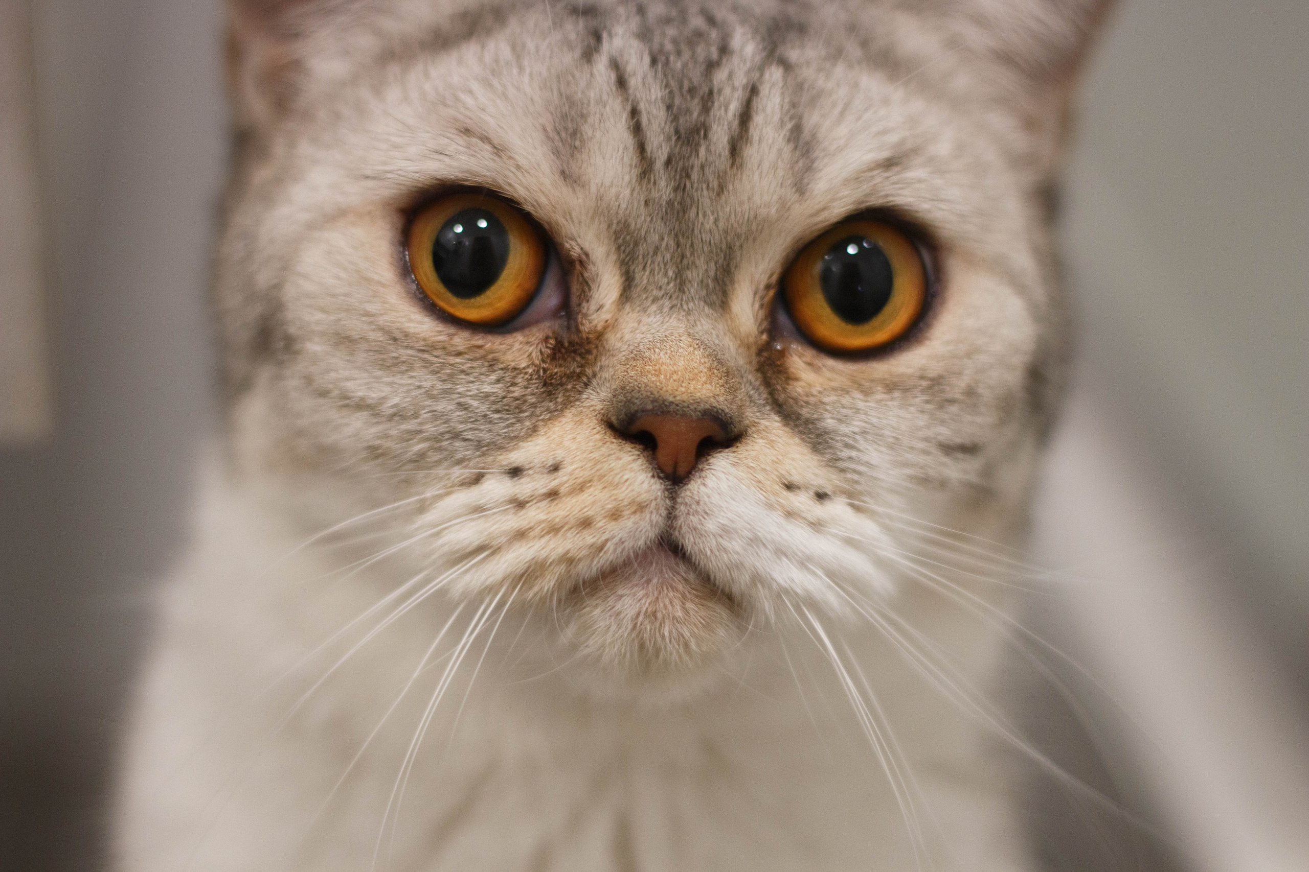 TANYA&NALLA. Бережно сохраняю ваши чувства и истории на своих фотографиях