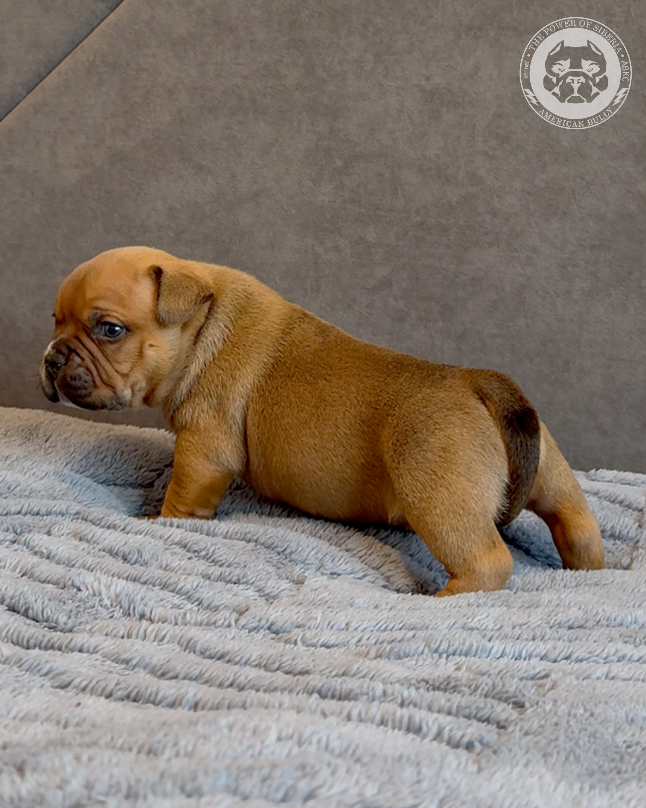 Свободные щенки Американский Булли, в типах покет, классик, стандарт. Американский Булли в г. Ростов-на-Дону. Питомник THE POWER OF SIBERIA